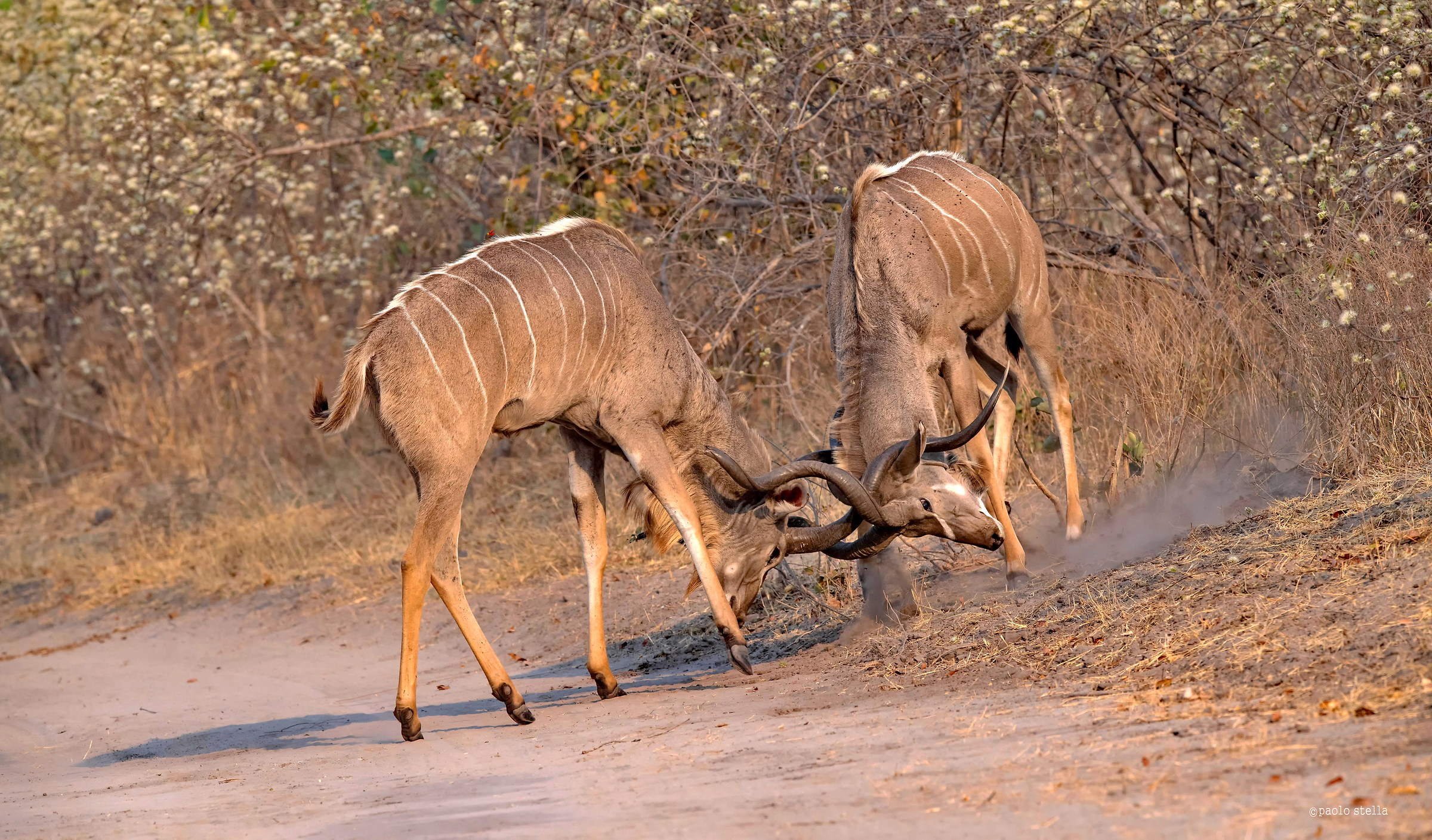 Kudu's fight