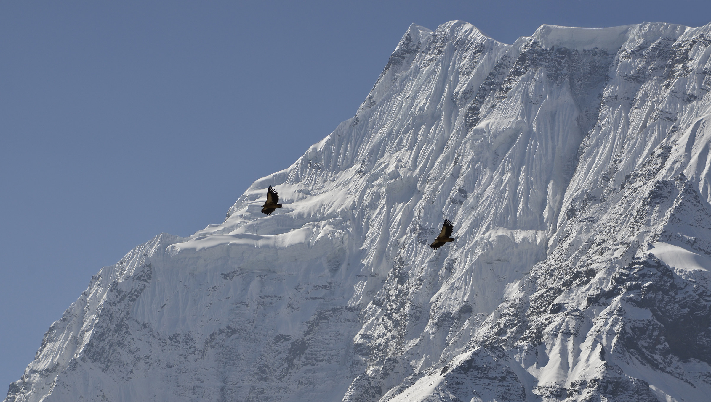 Avvoltoio himalayano sul Gangapurna (Annapurna 3)