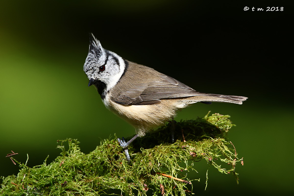 Cincia from the Tuam