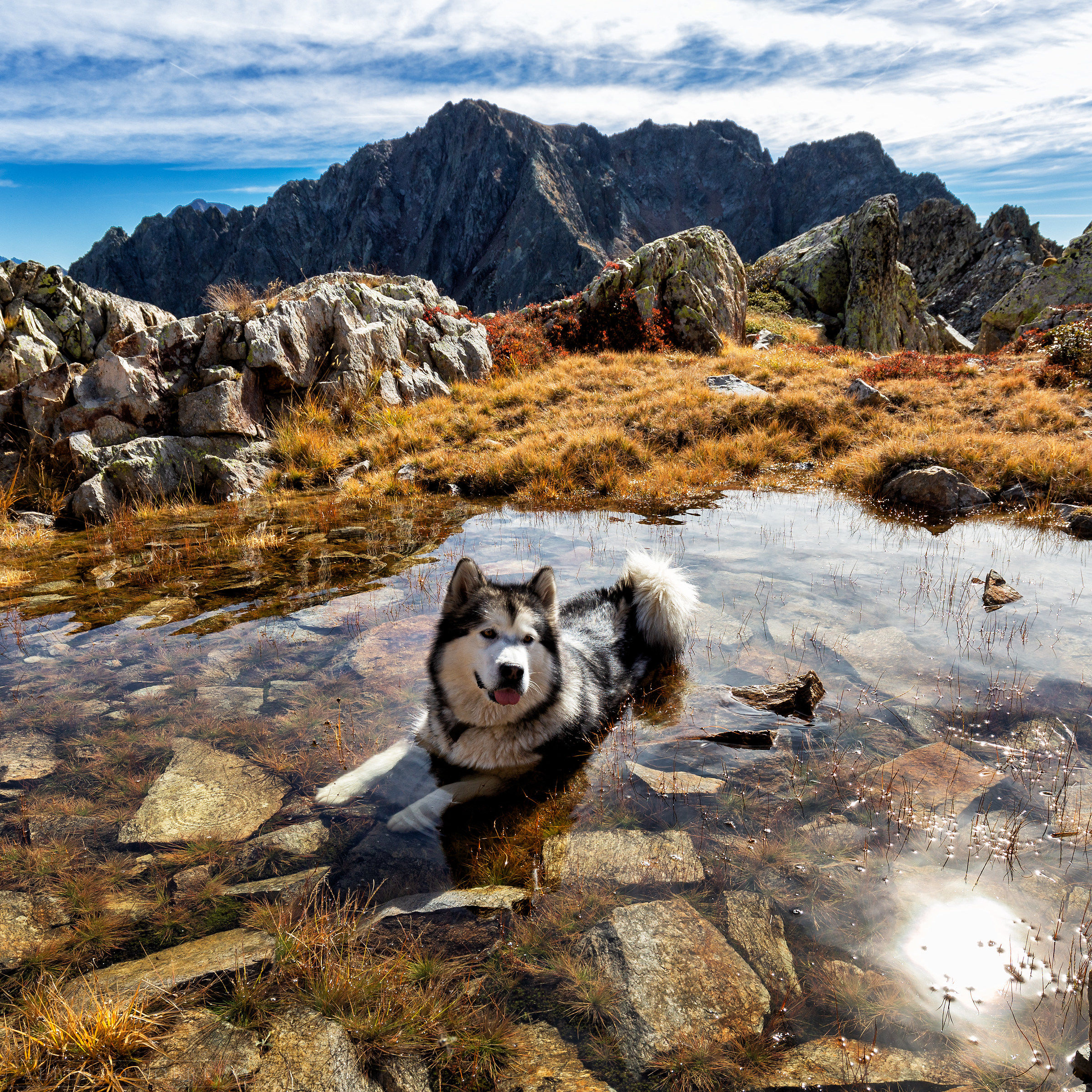 Un amico (accaldato)  in quota!