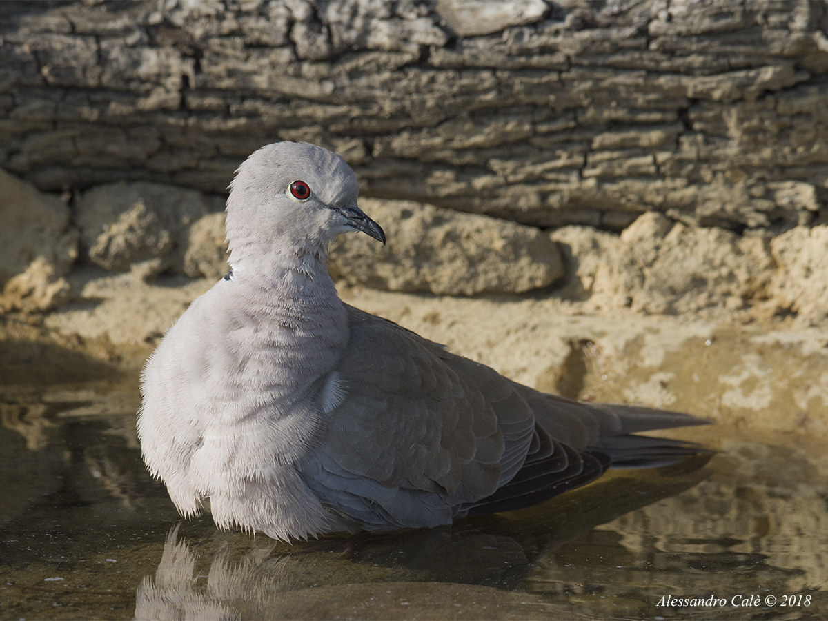Streptopelia dectaocto (Tortora dal collare) 2479
