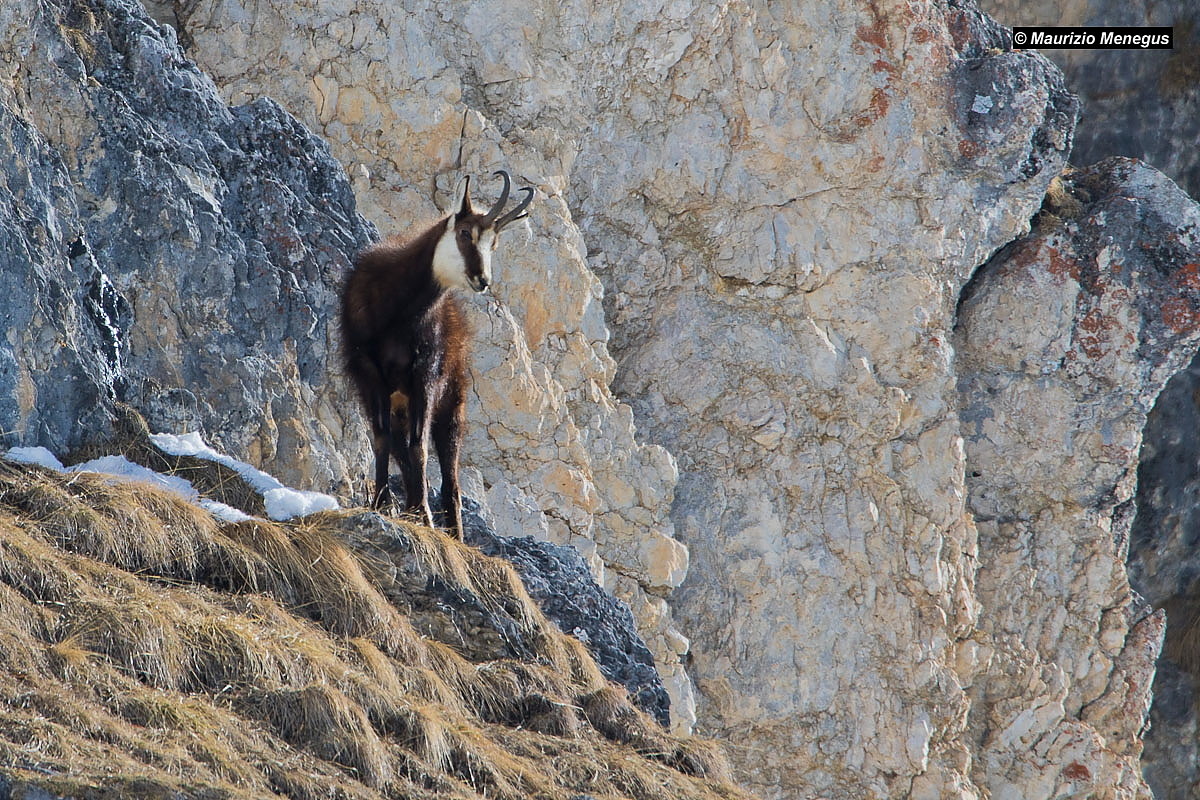 Camoscio maschio sulla cengia