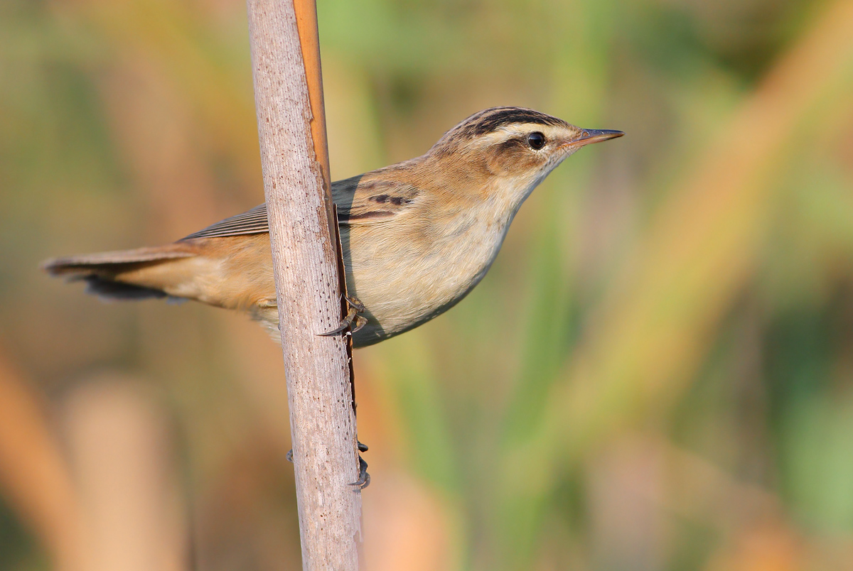 Sedge Warbler
