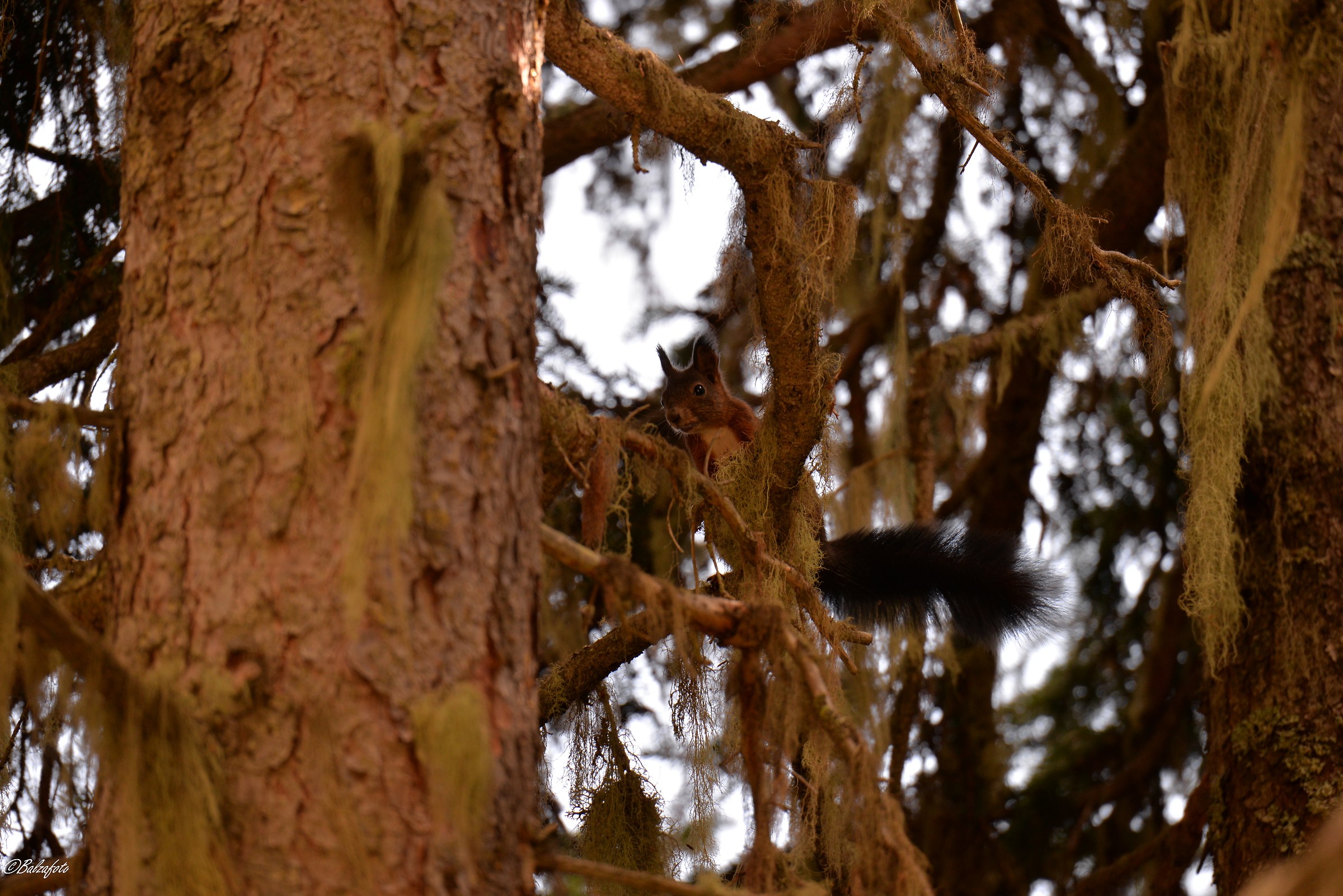 Red-brown squirrel in a forest