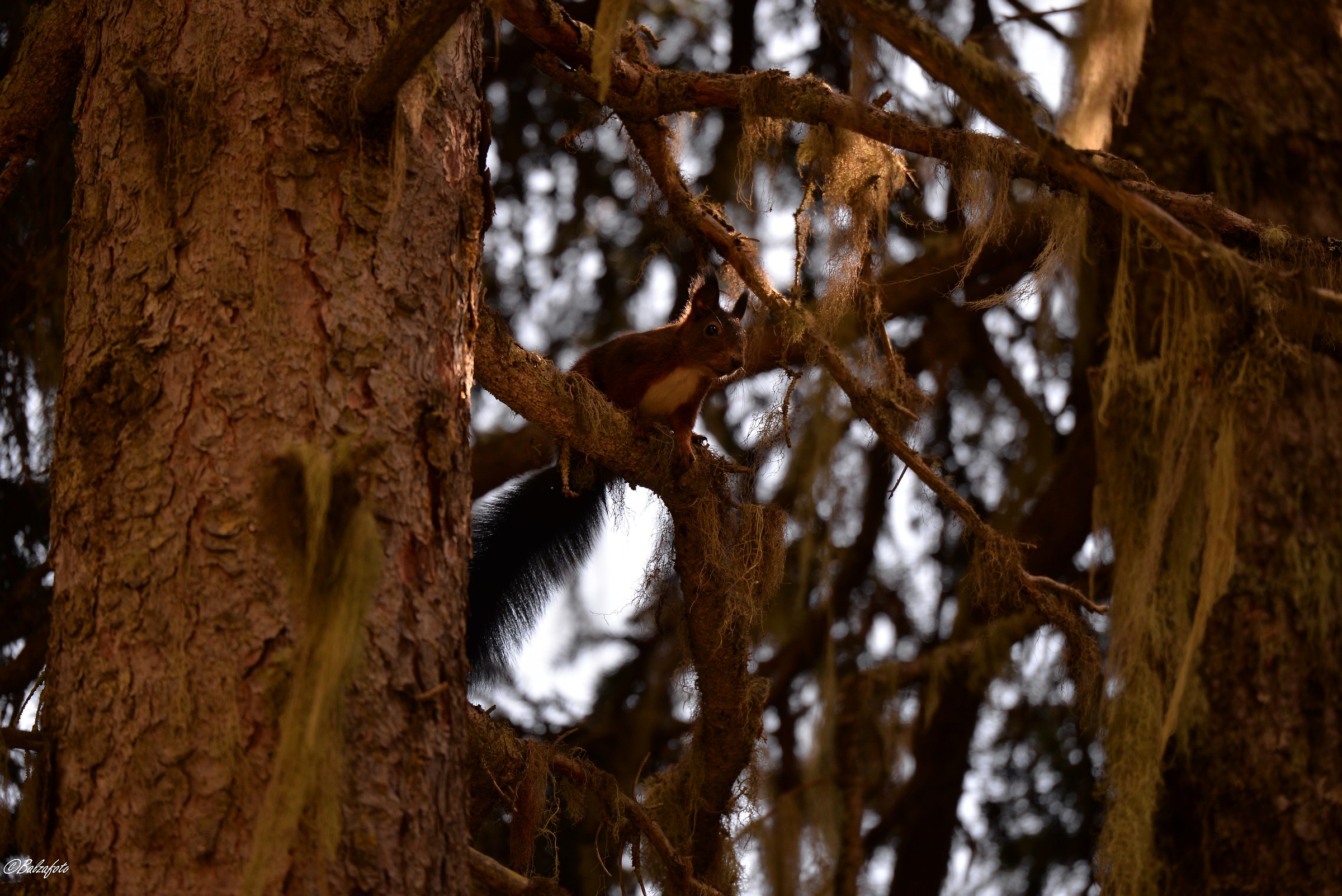 Red-brown squirrel in a forest