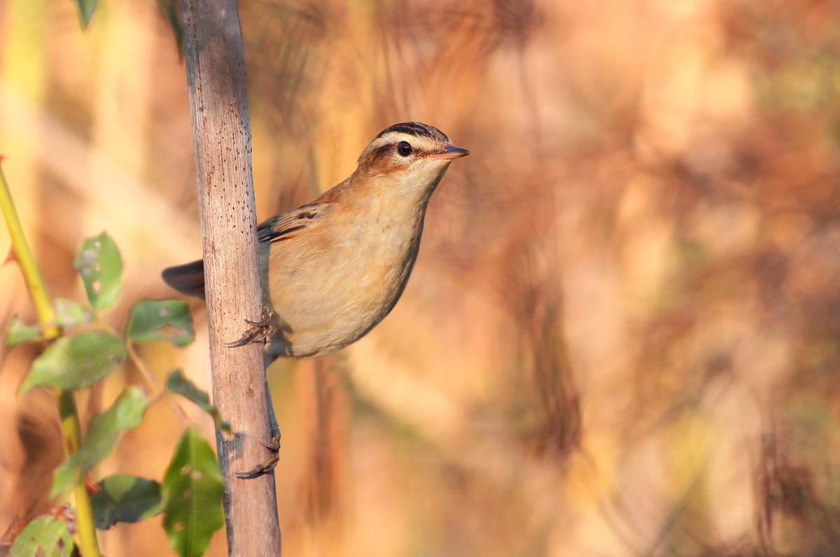 Sedge Warbler