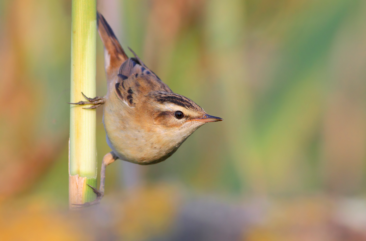 Sedge Warbler