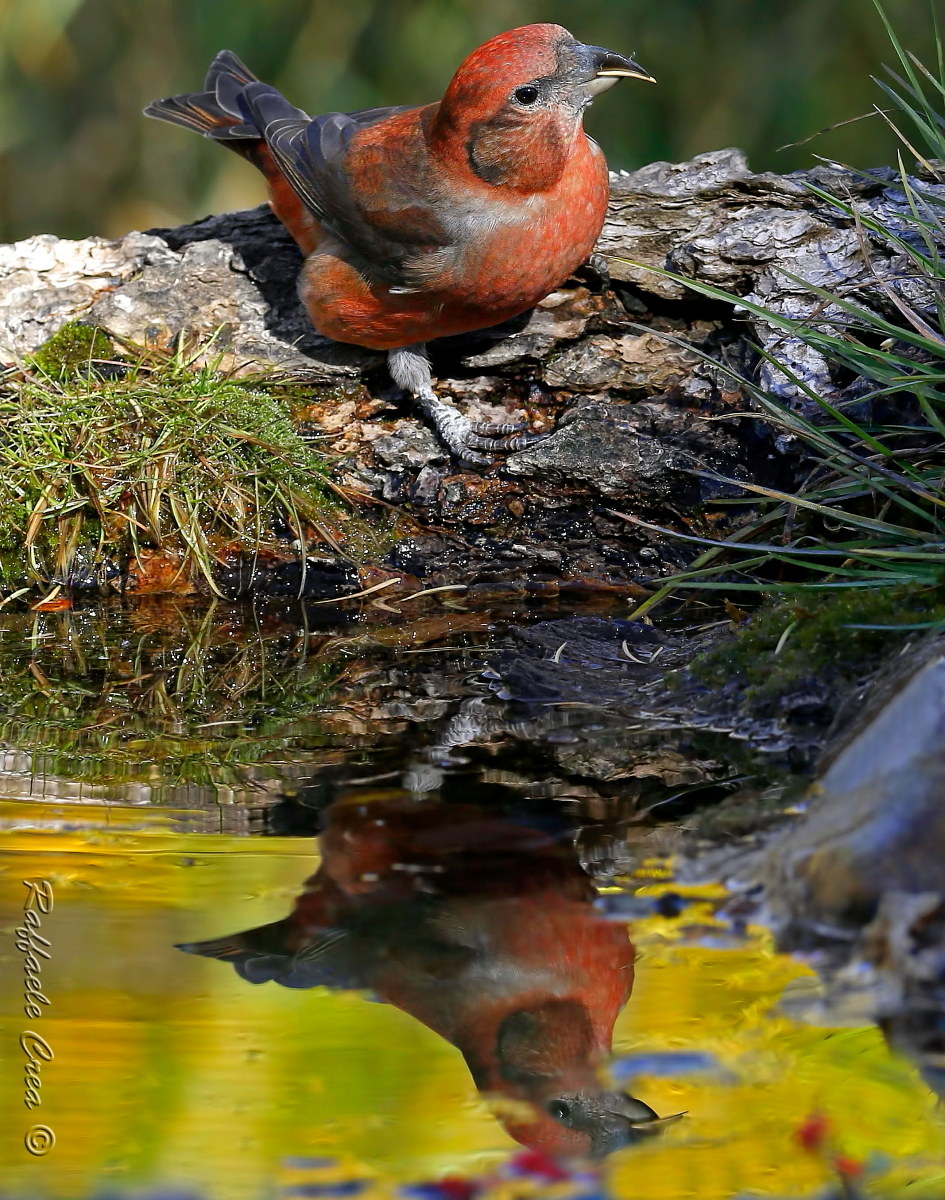 Crociere Maschio Riflesso