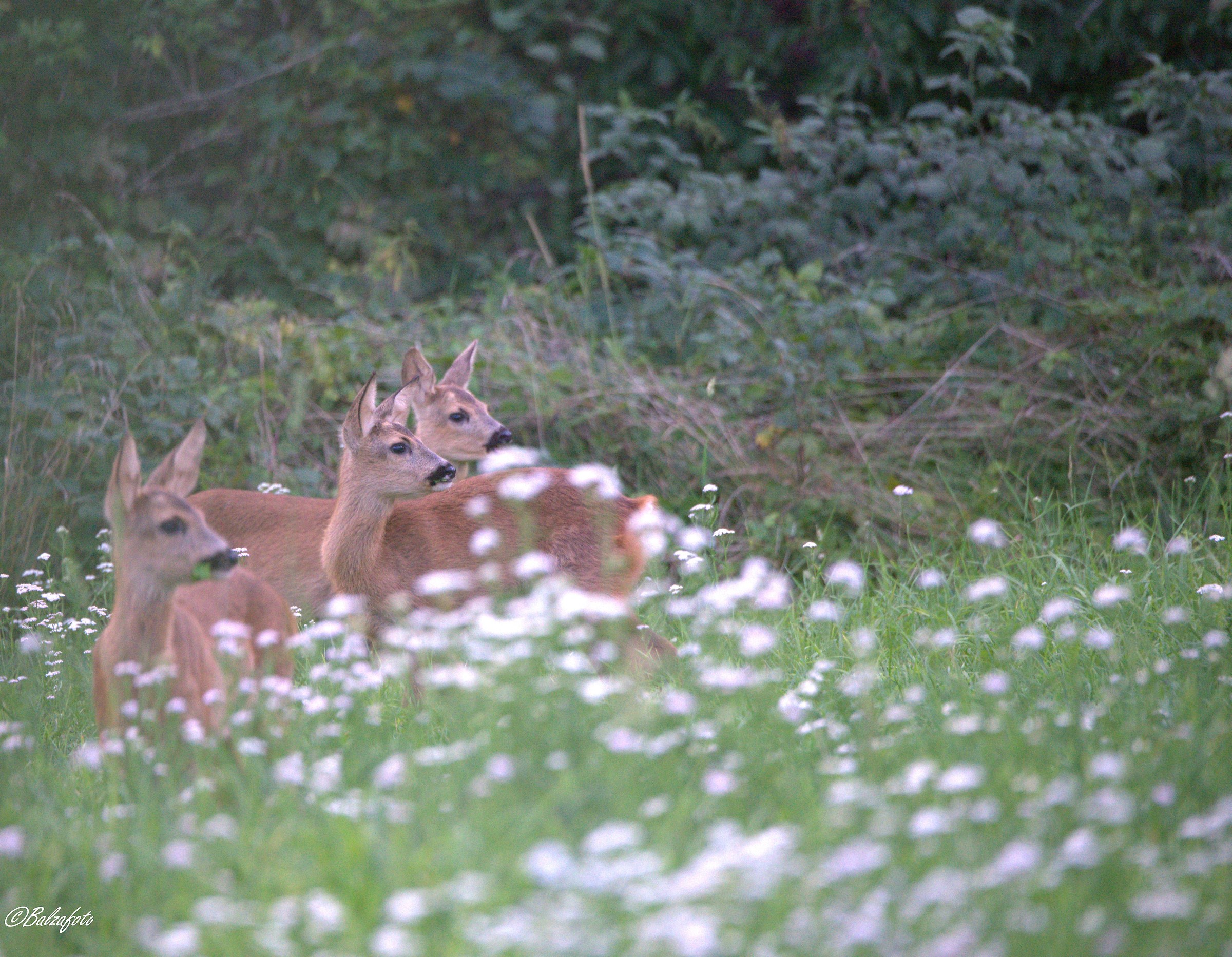 Little of the same mother Roe during weaning