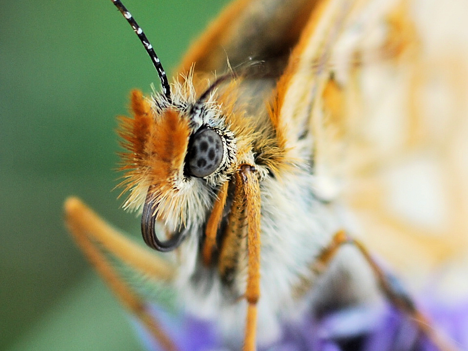Incontri ravvicinati