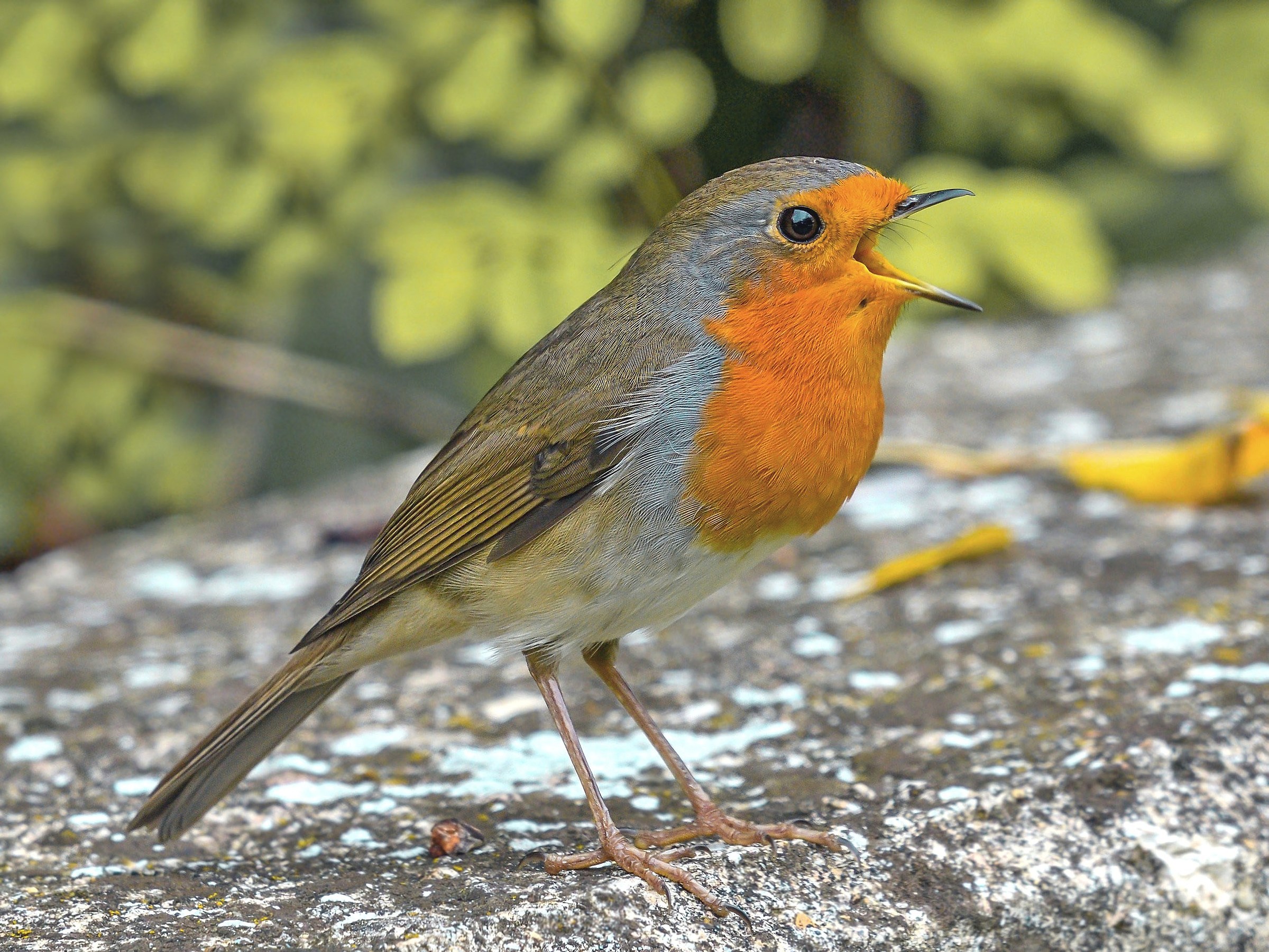 Robin