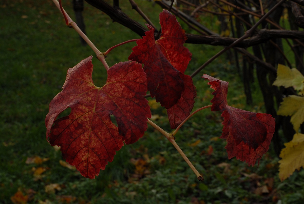 Foglie di vite d'autunno