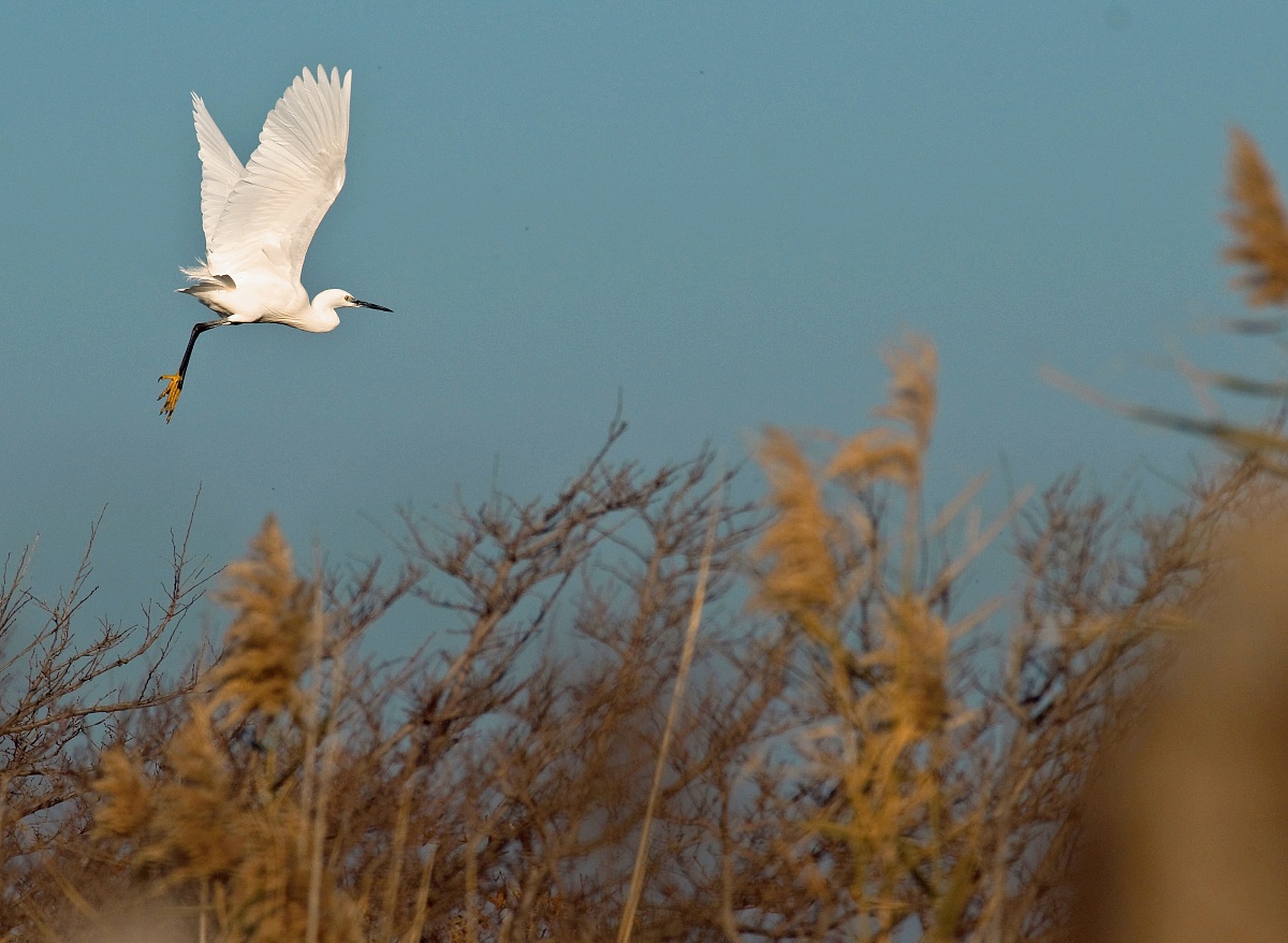 Egret in flight