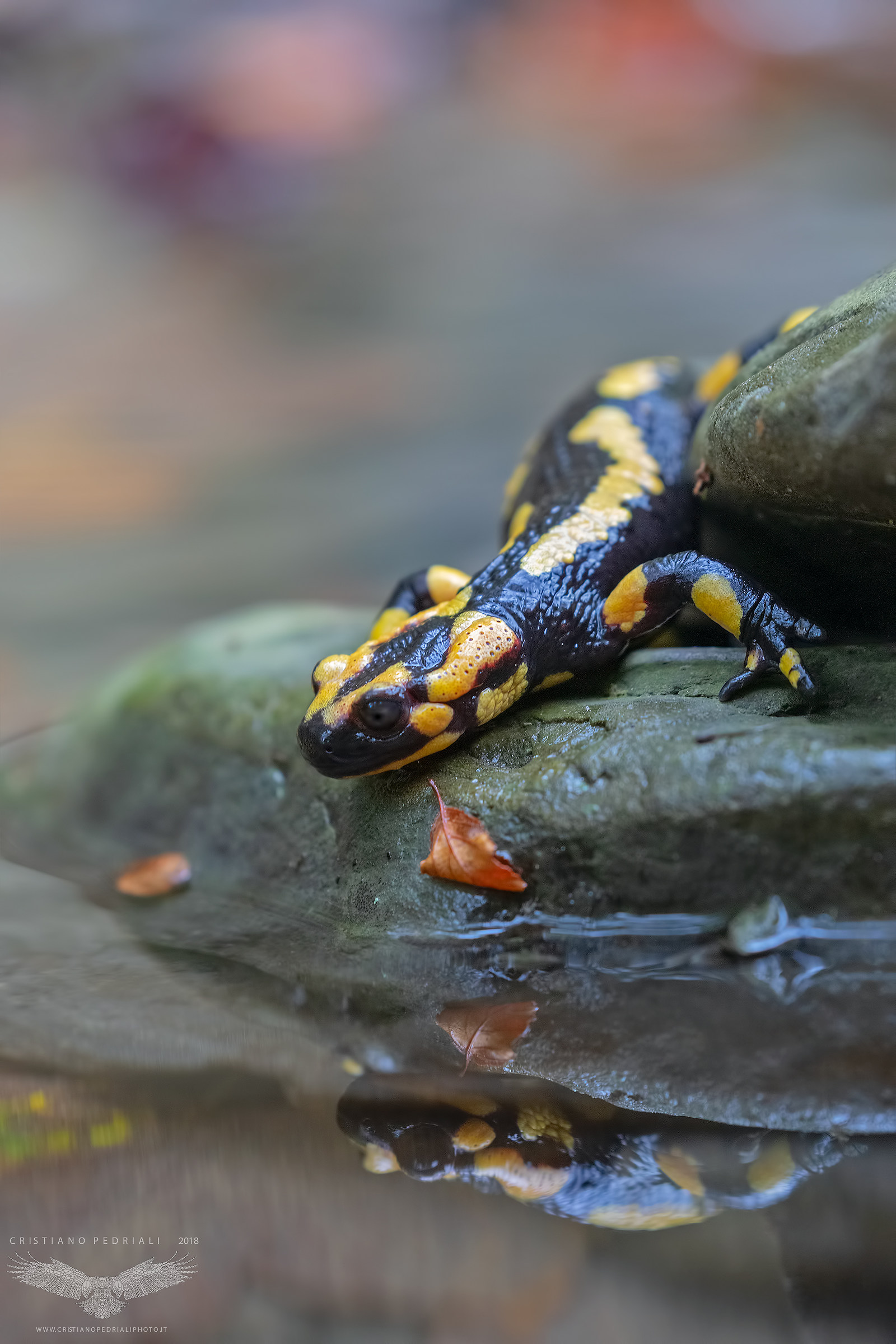 Spotted salamander with autumn tones