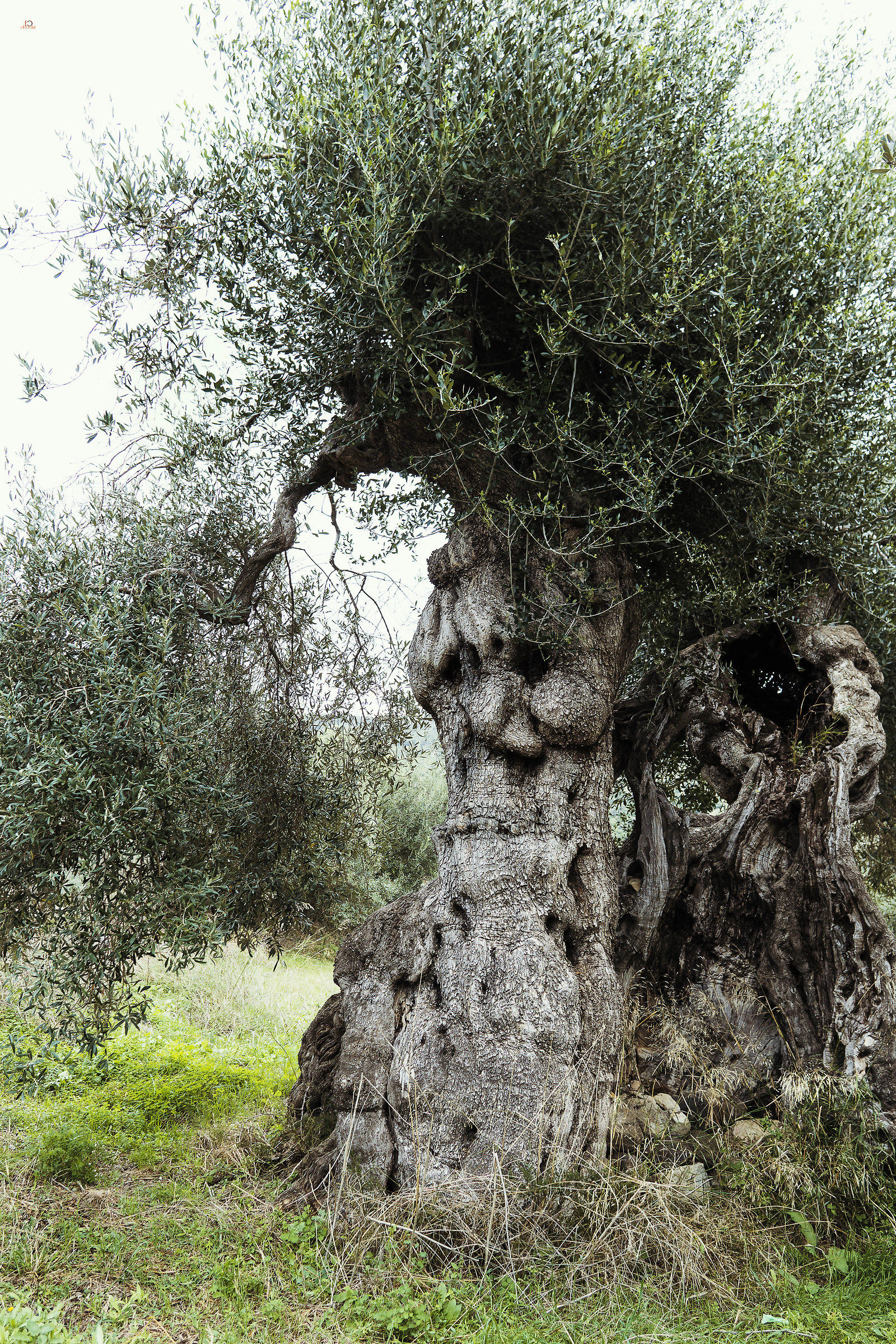 Treebeard
