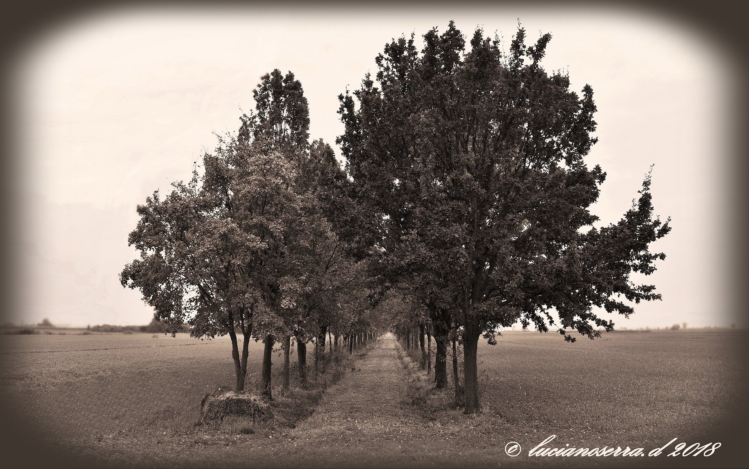 The Long avenue with many tales... Lost in time