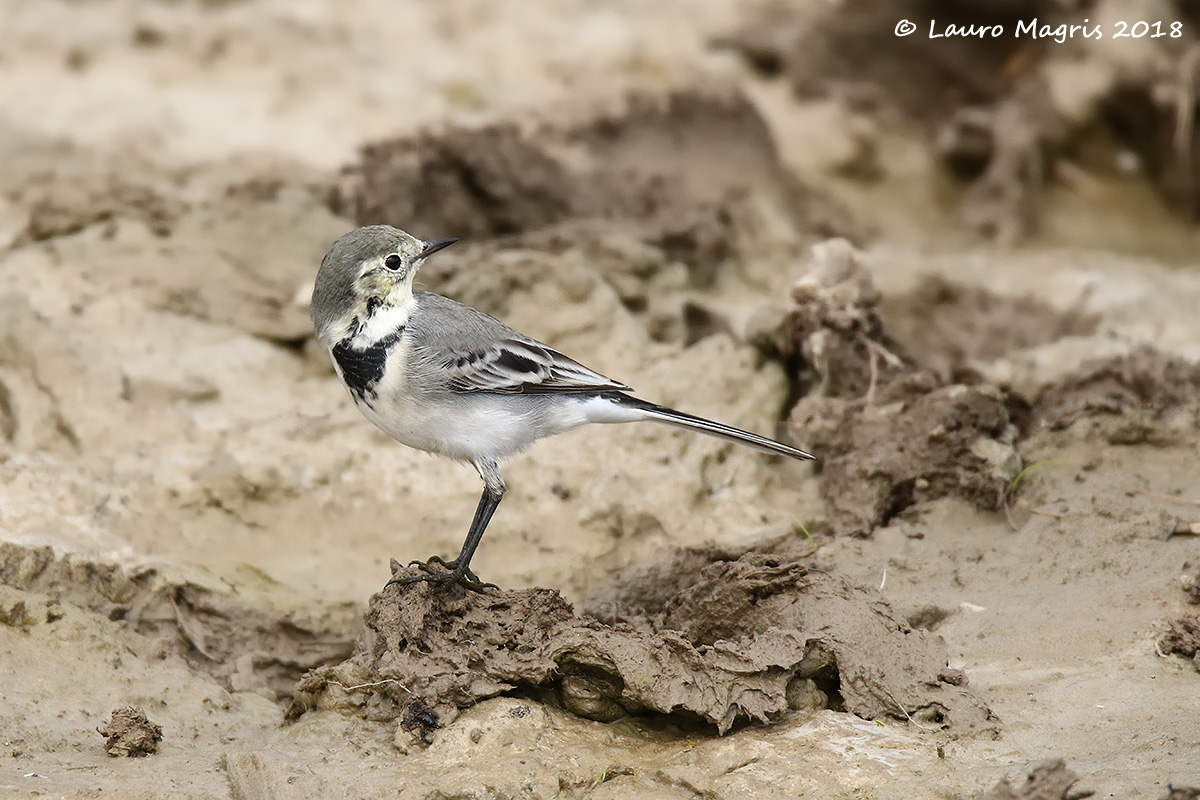 Guardiamoci le spalle