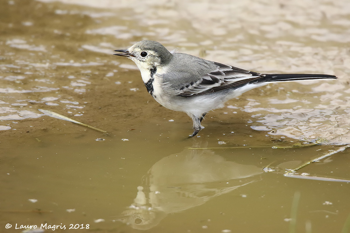 Con le zampette a mollo
