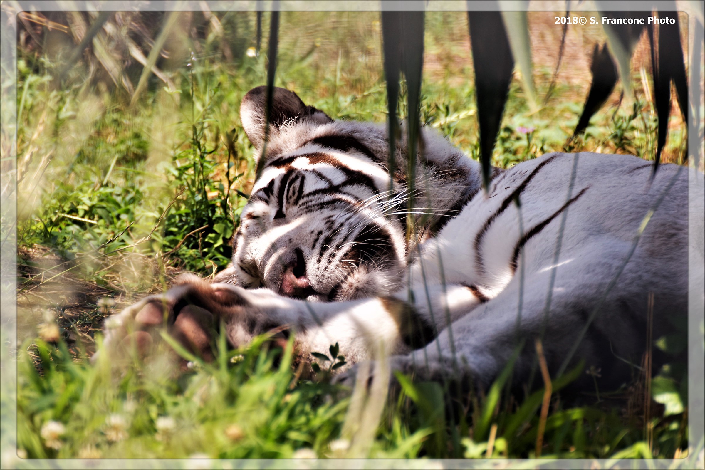 The rest of the warrior