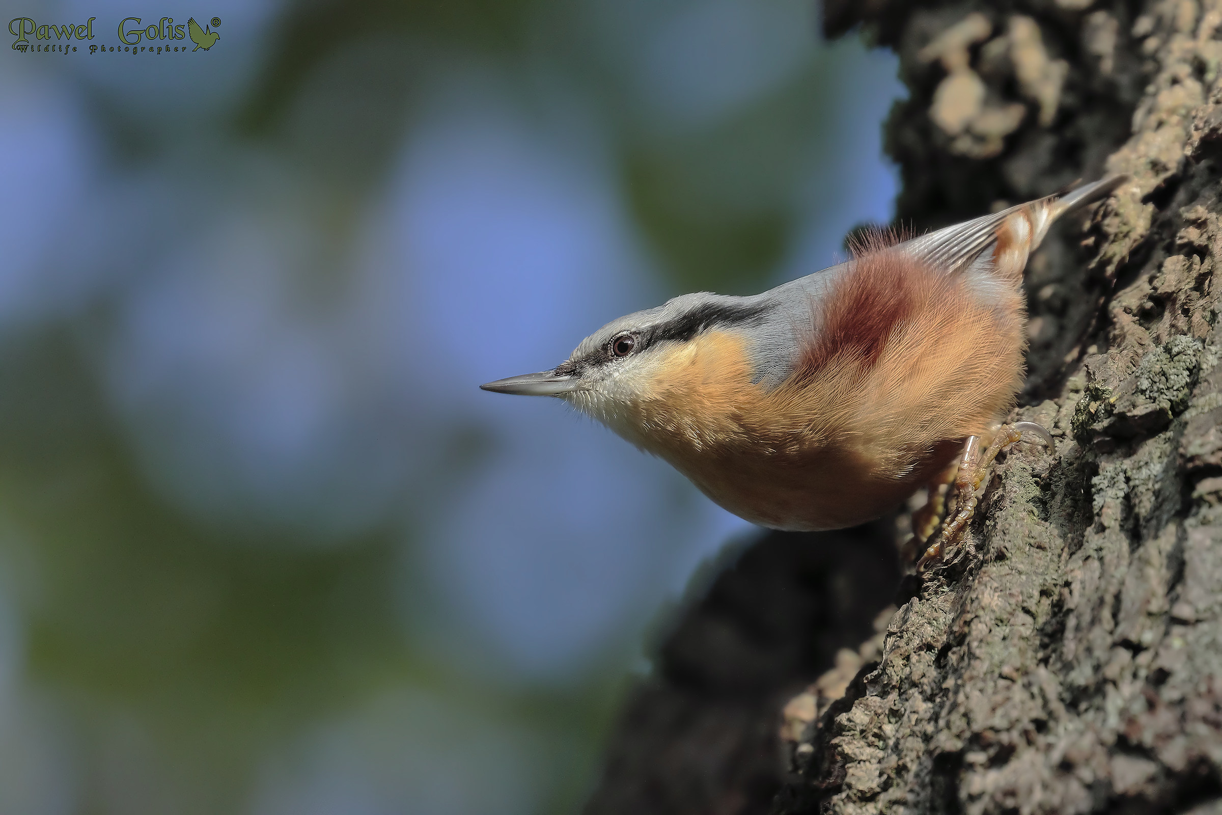 Picchio muratore (Sitta europaea)