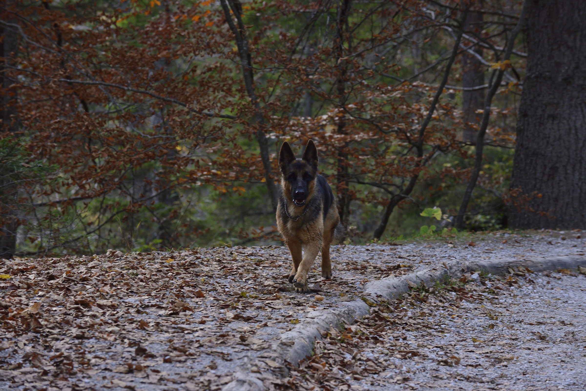 My faithful companion to walk