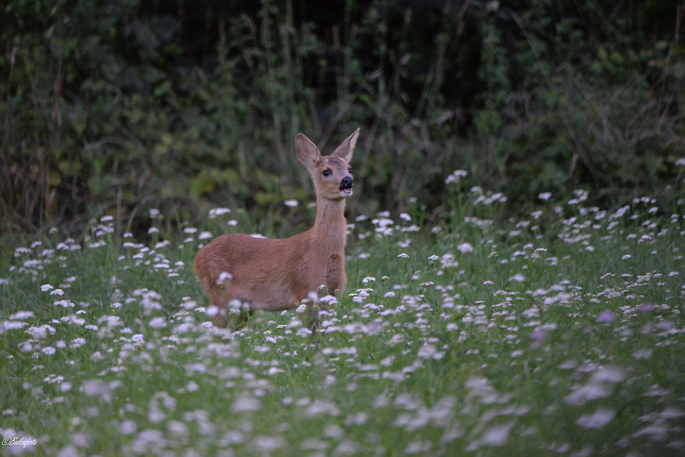 Small of roe Deer