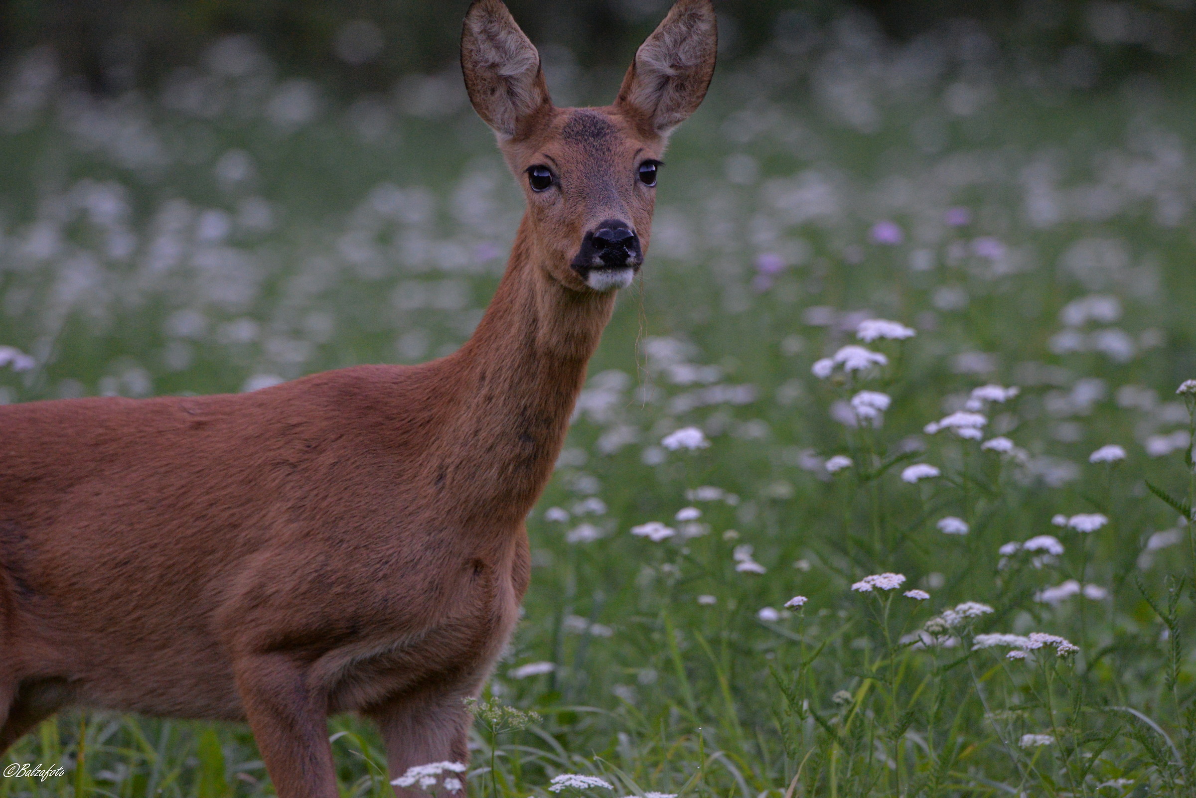 Female of Roe Deer