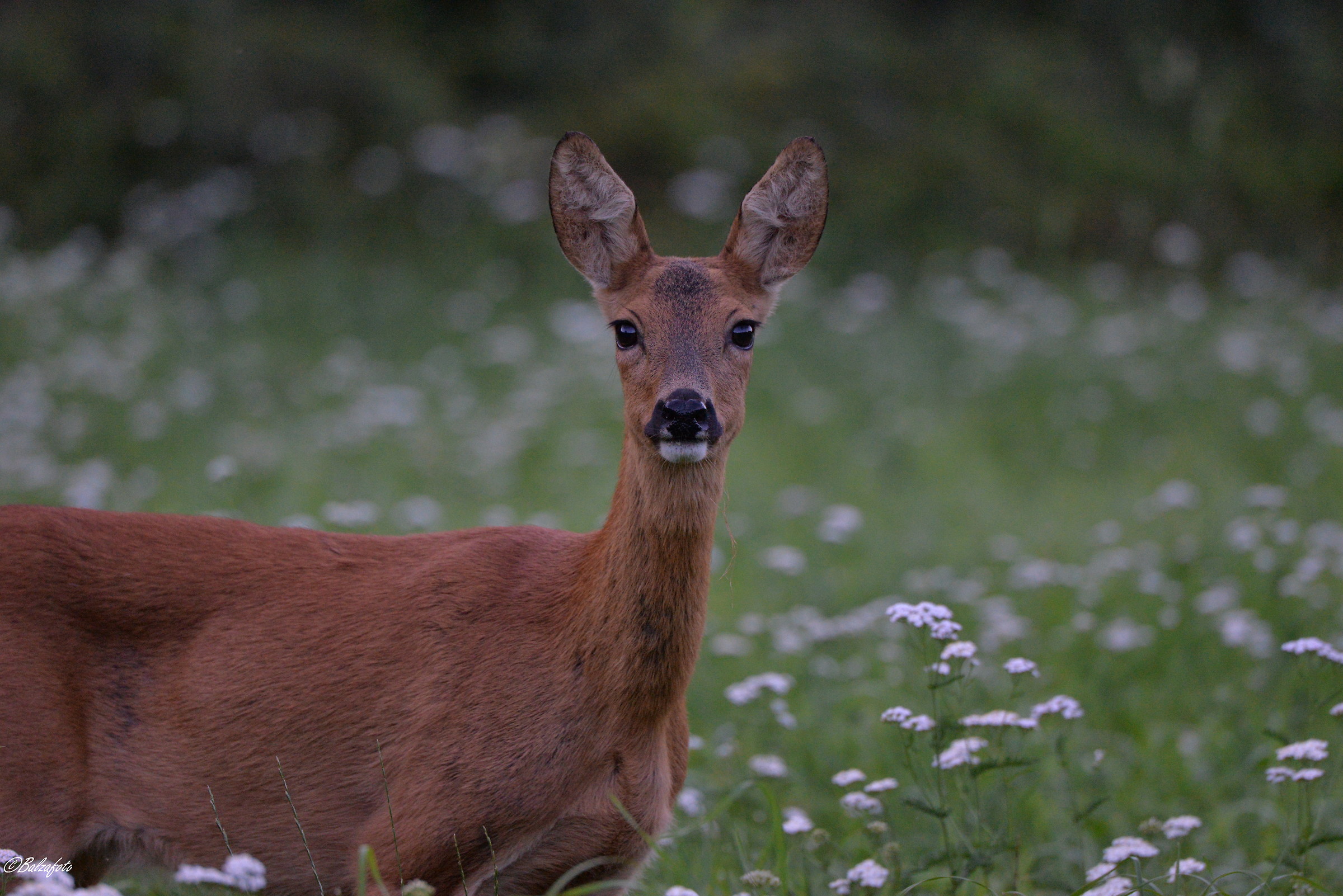 Female of Roe Deer