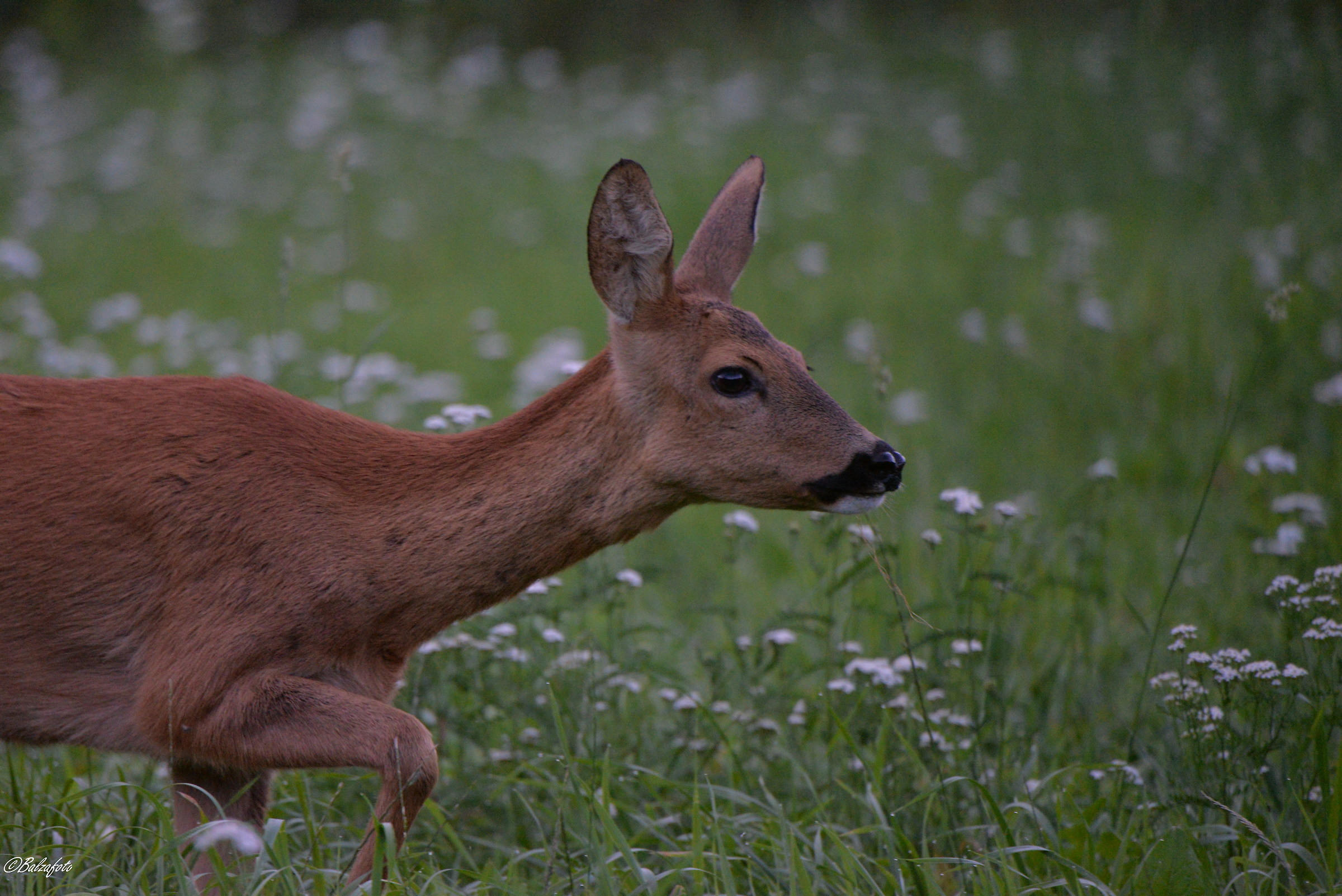 Female of Roe Deer