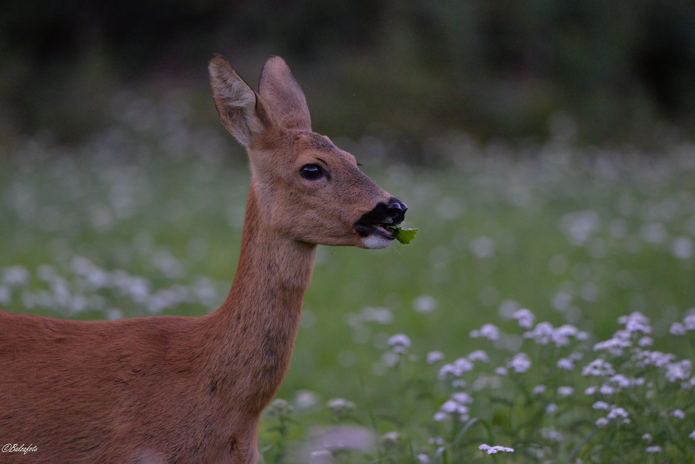 Female of Roe Deer