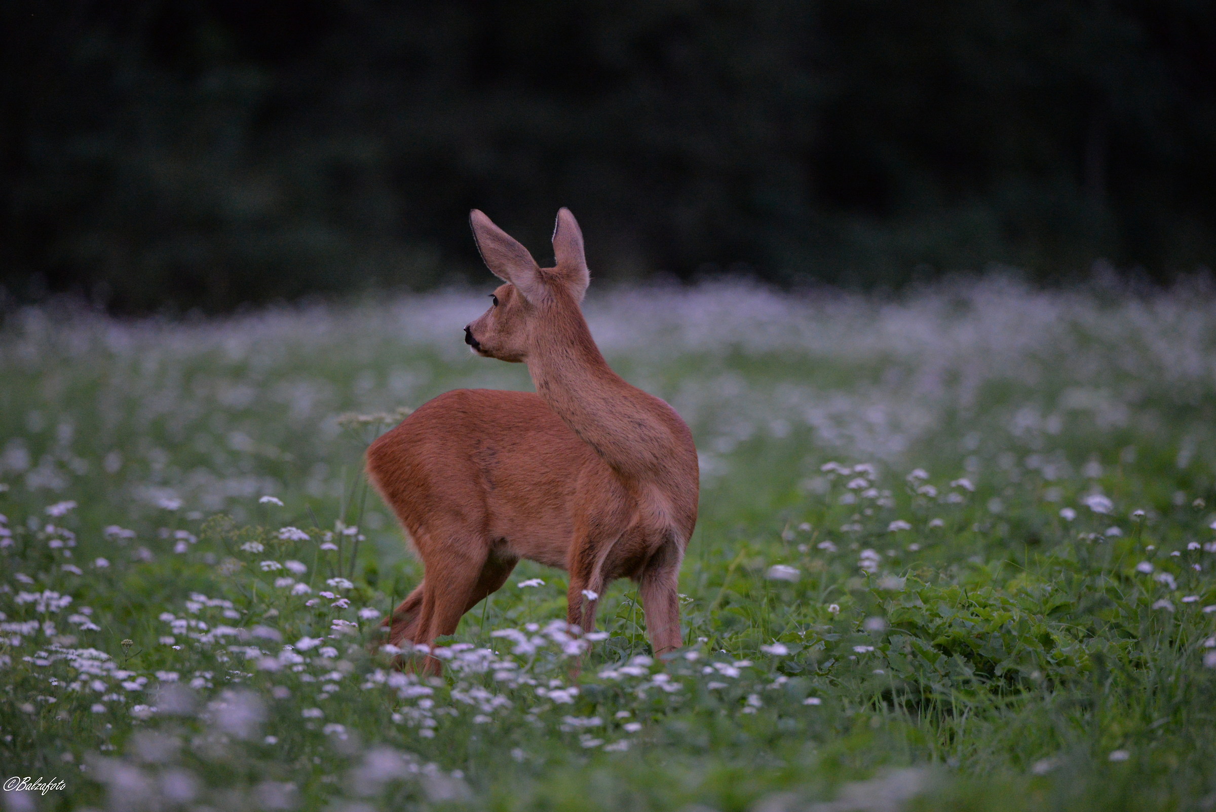 Female of Roe Deer