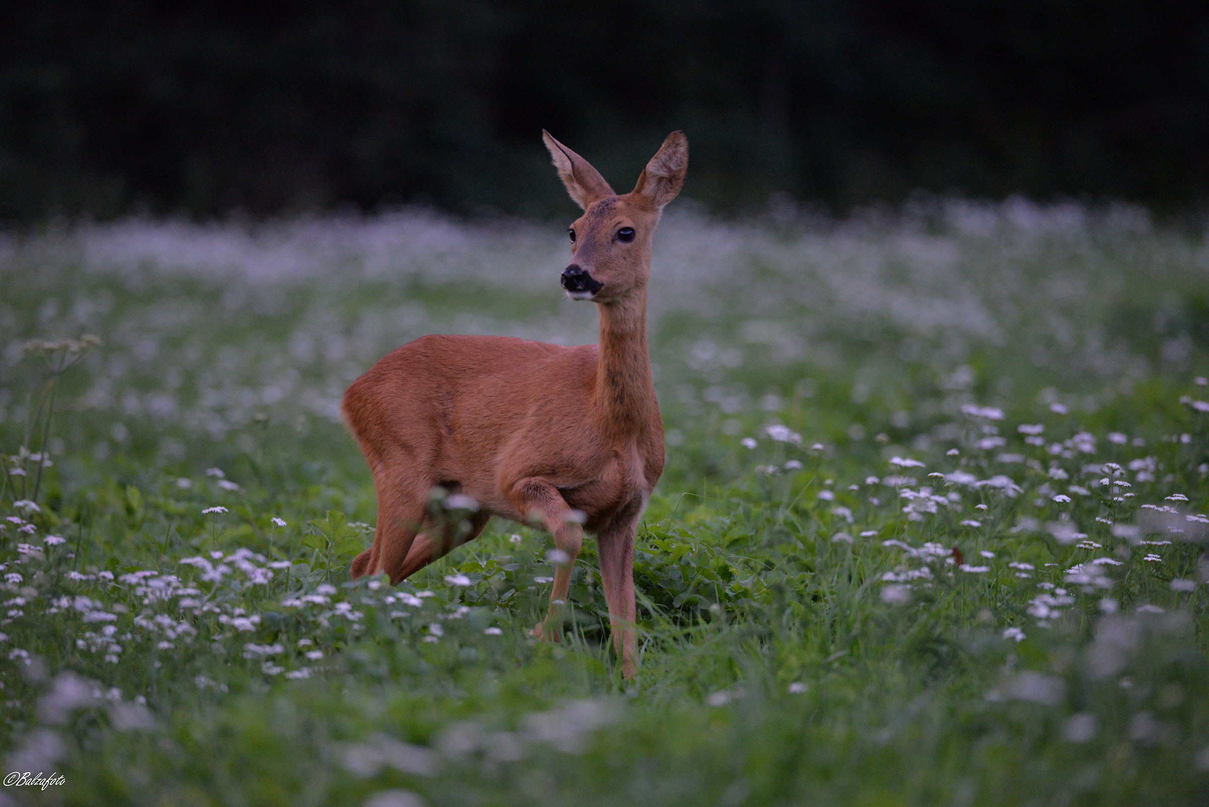 Female of Roe Deer