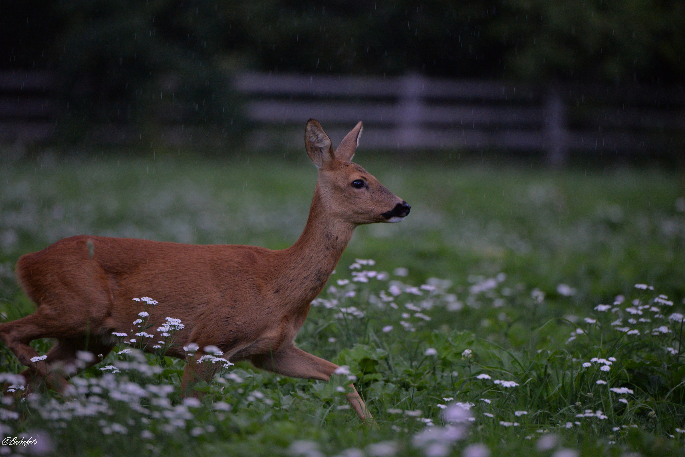 Female of Roe Deer