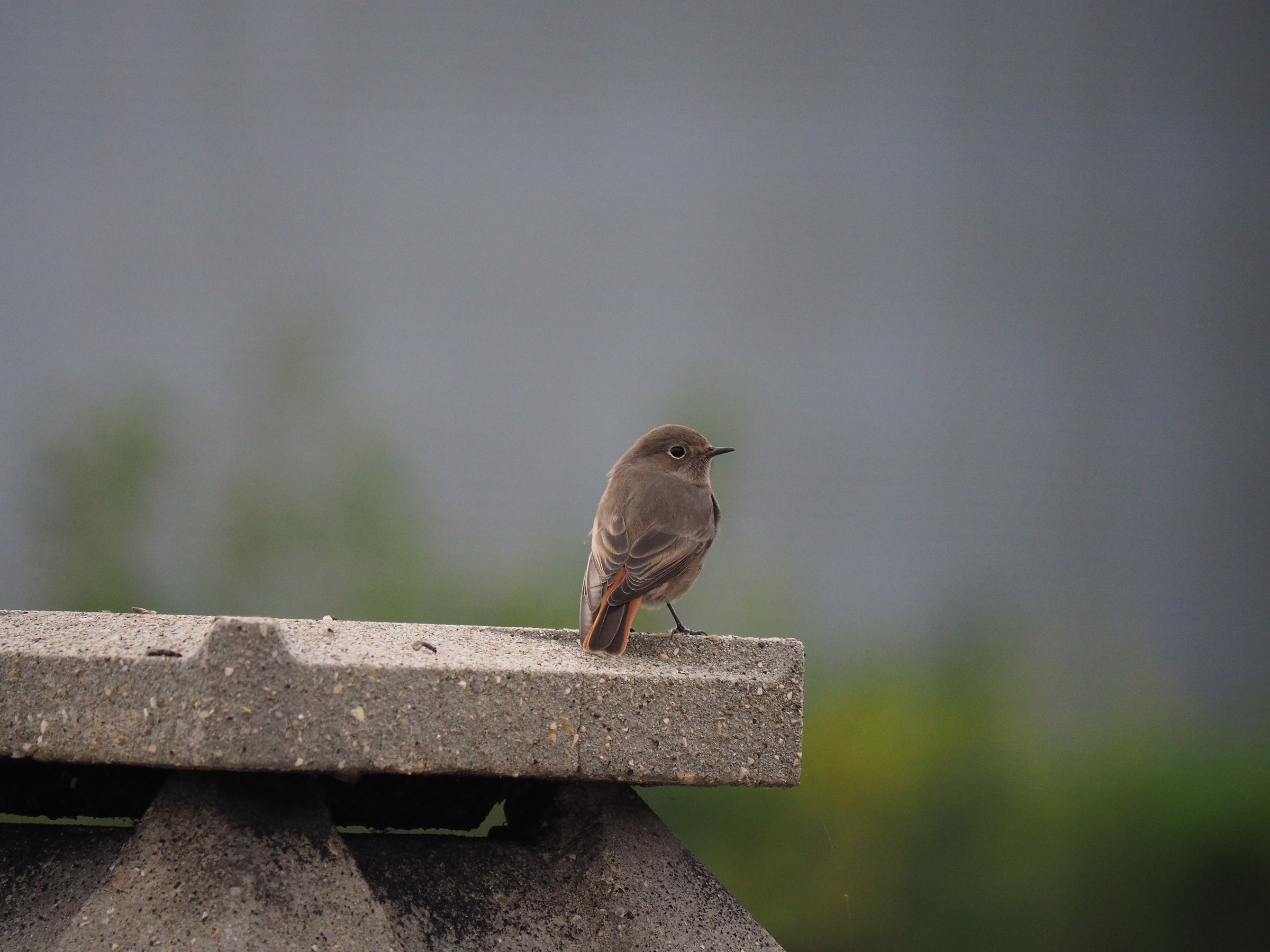 Black Redstart