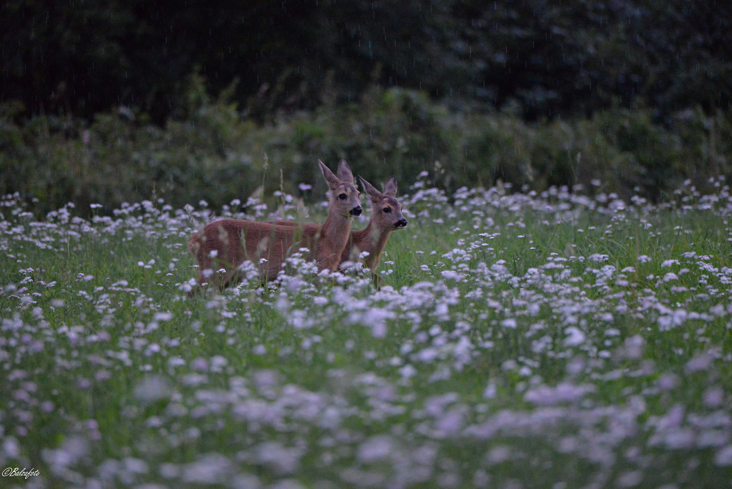 Small of roe Deer