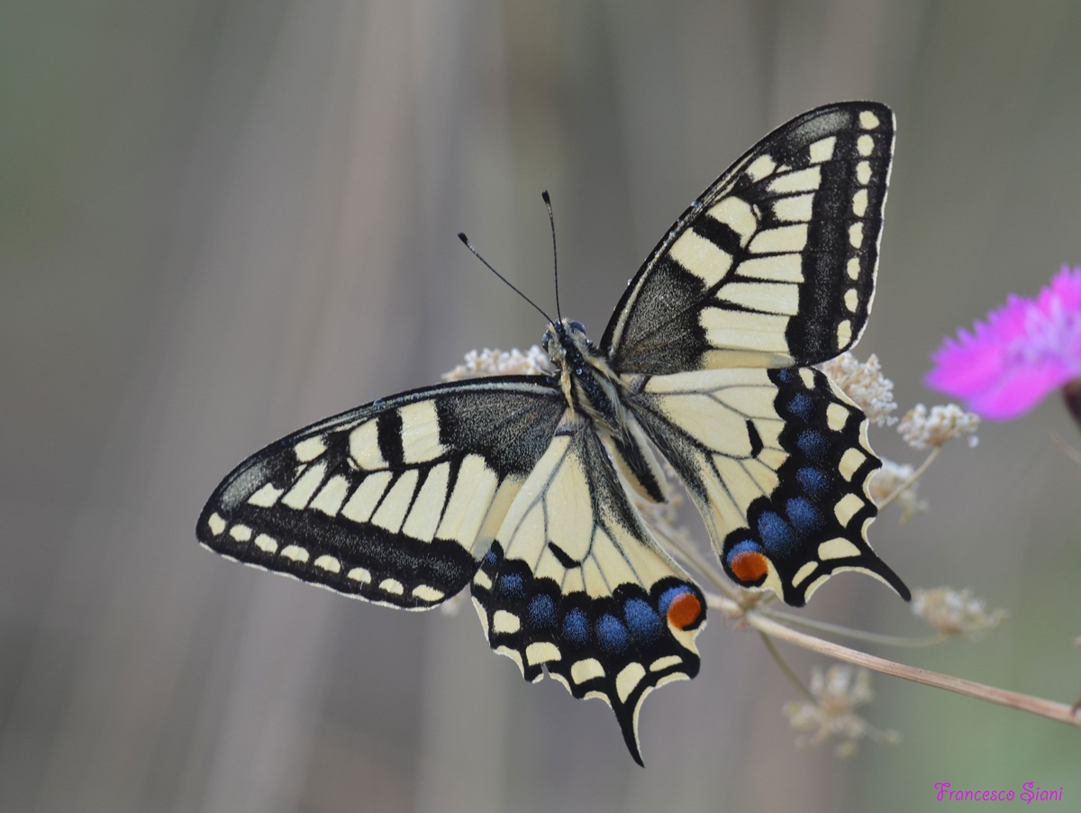 Machaon