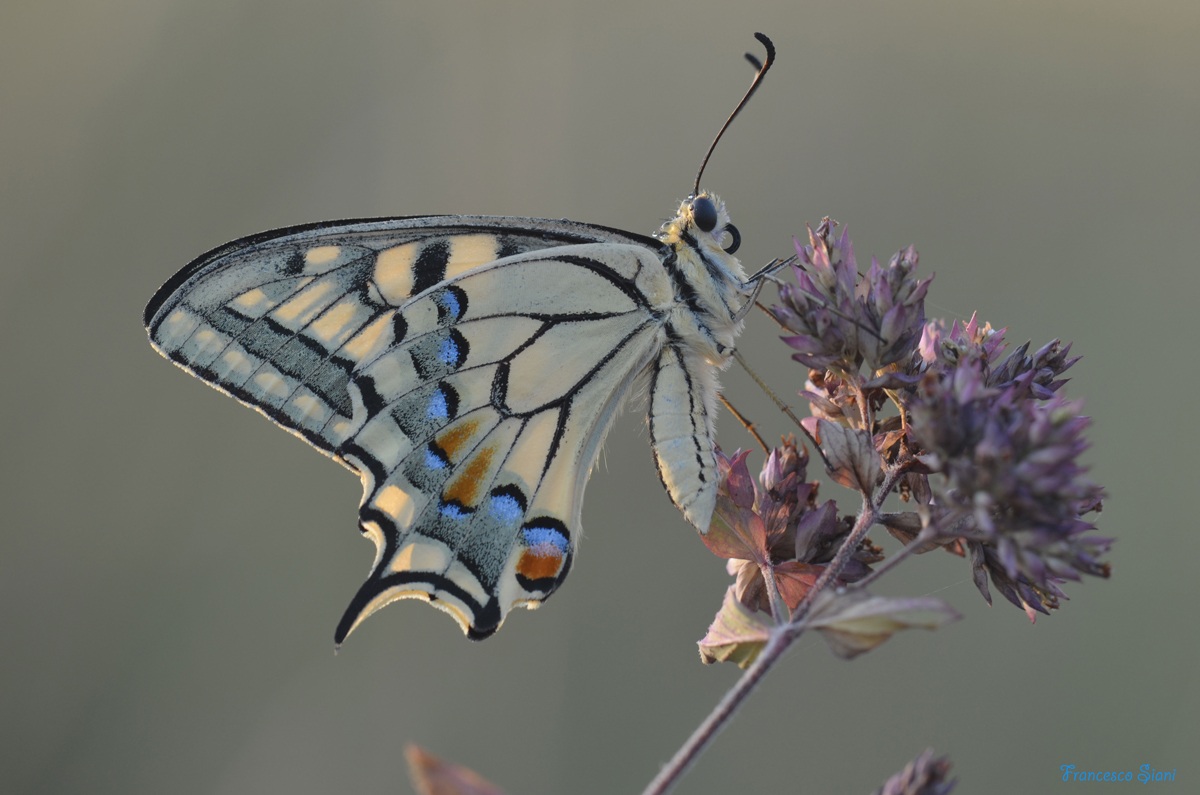 Machaon that passion