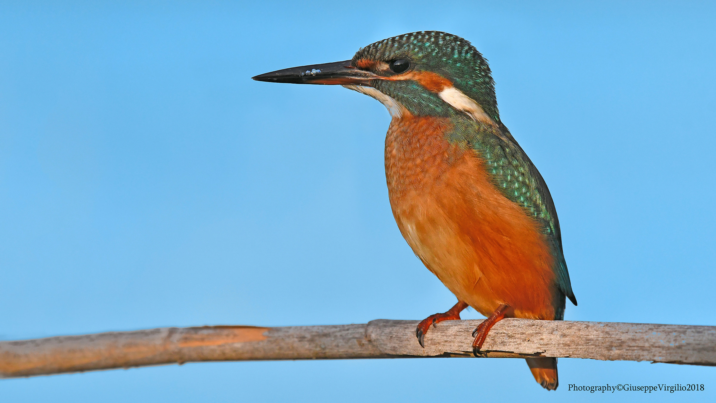 Kingfisher (Sardinia Center) 2018