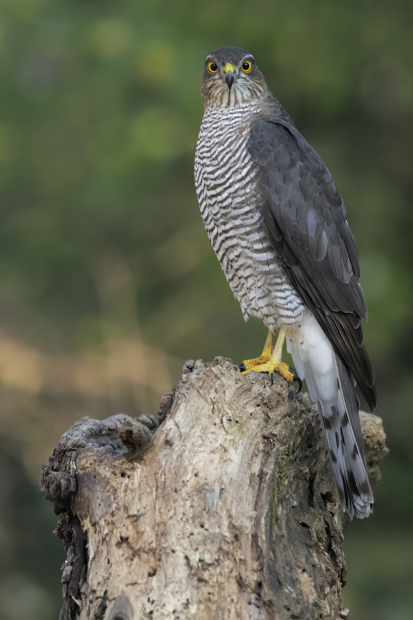 The look of the Sparrowhawk (female)