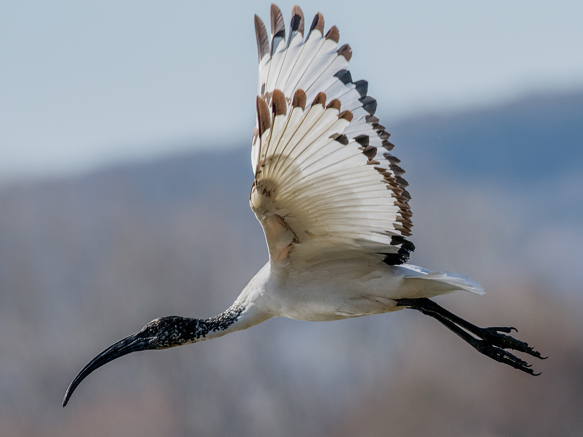Sacred Ibis in flight