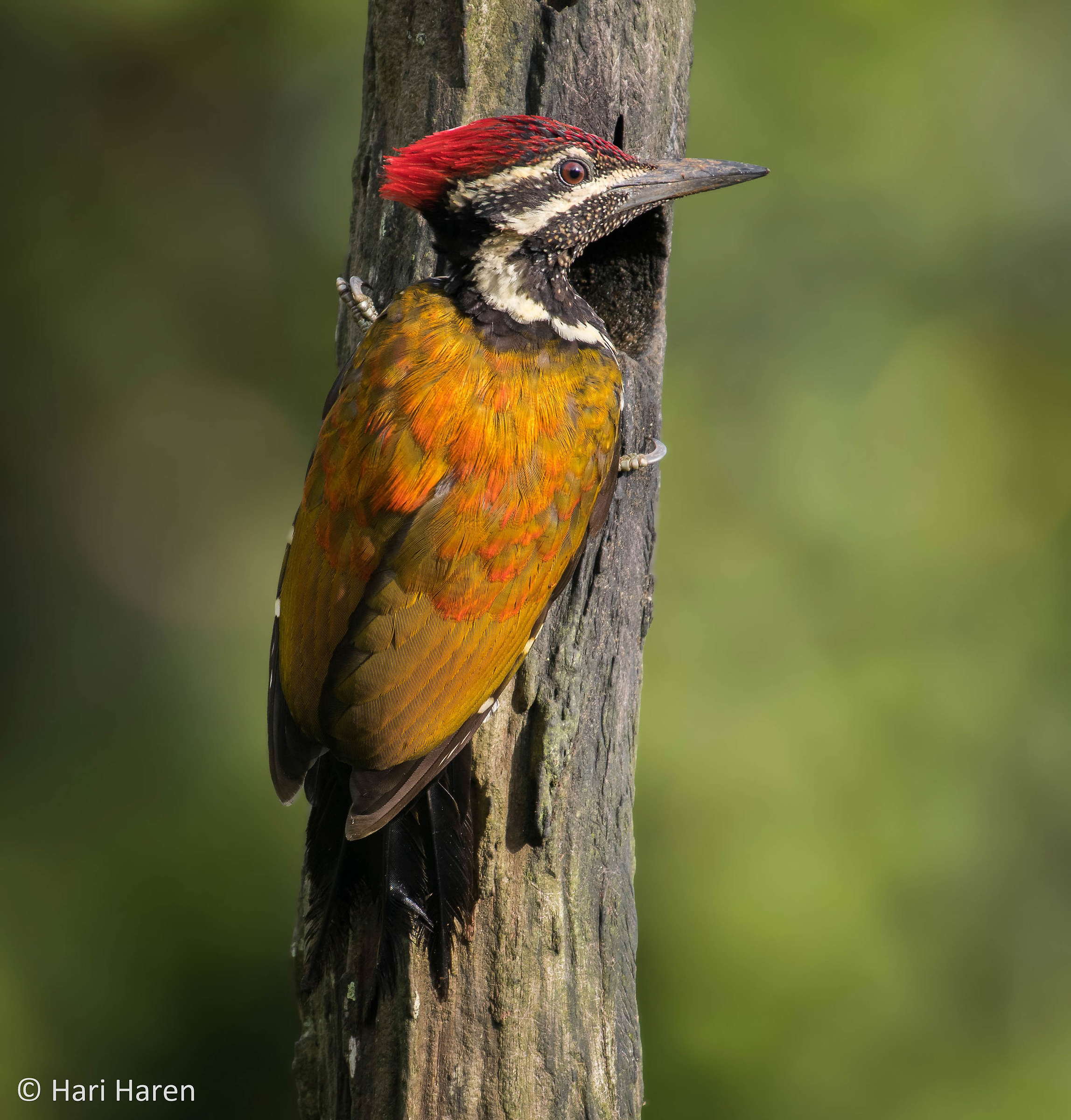 Flame-backed woodpecker