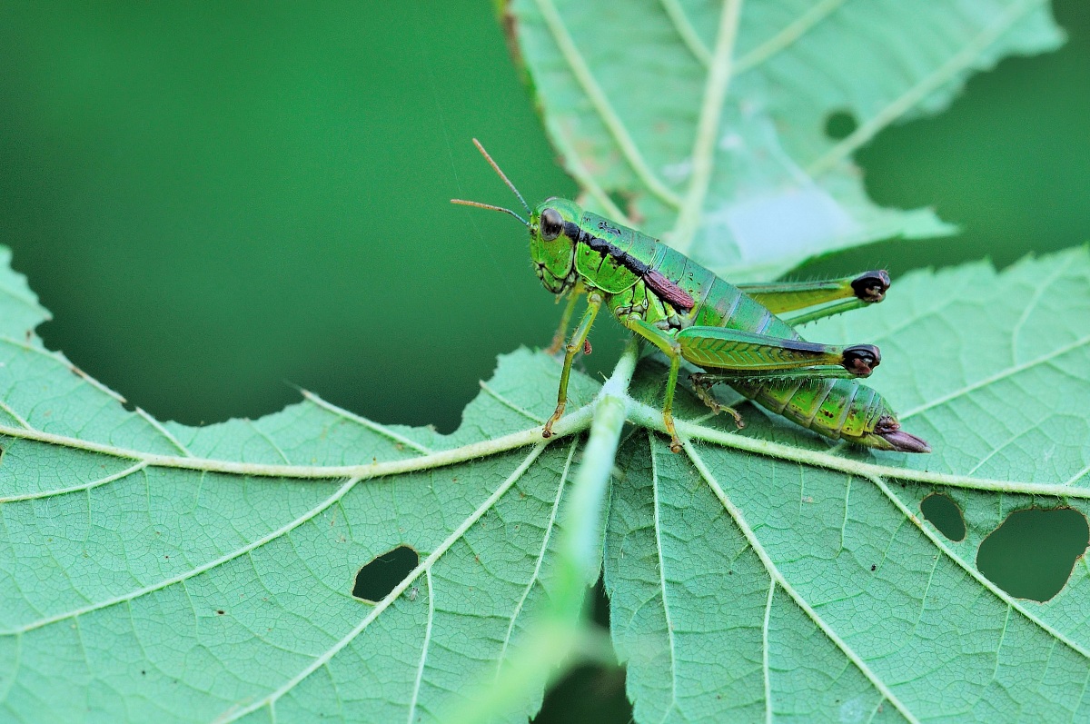 Senza un posto dove andare,senza il verde dove stare...
