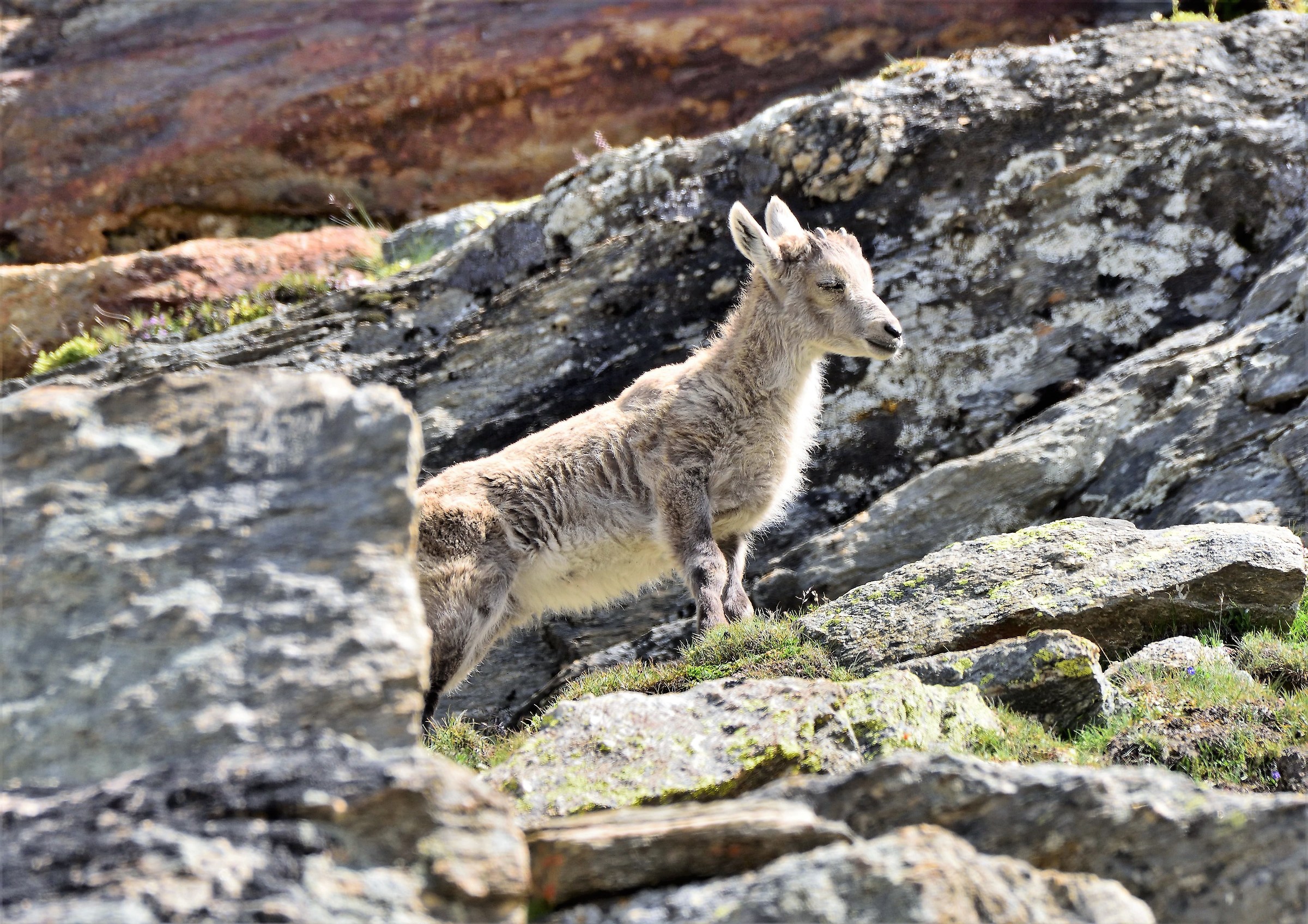 Small Ibex