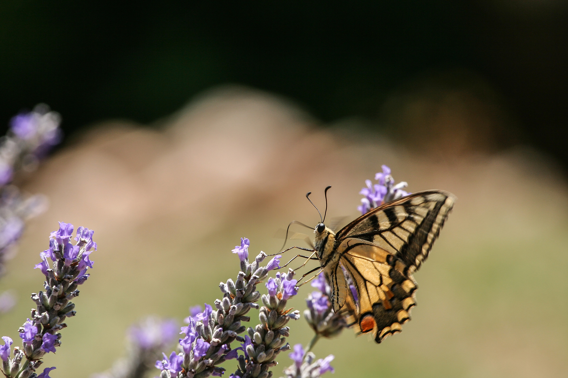 Scarce Swallowtail on Lavender