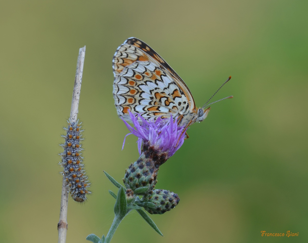 the evolution of nature