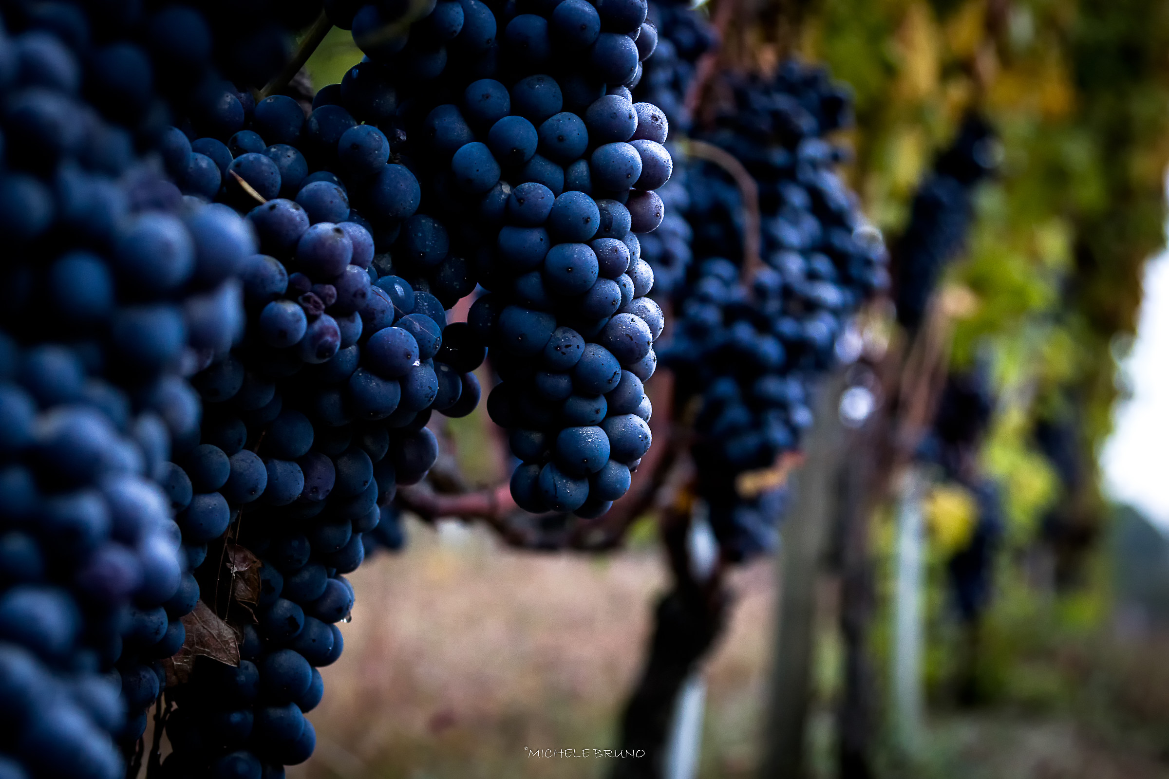 The Harvest is coming...