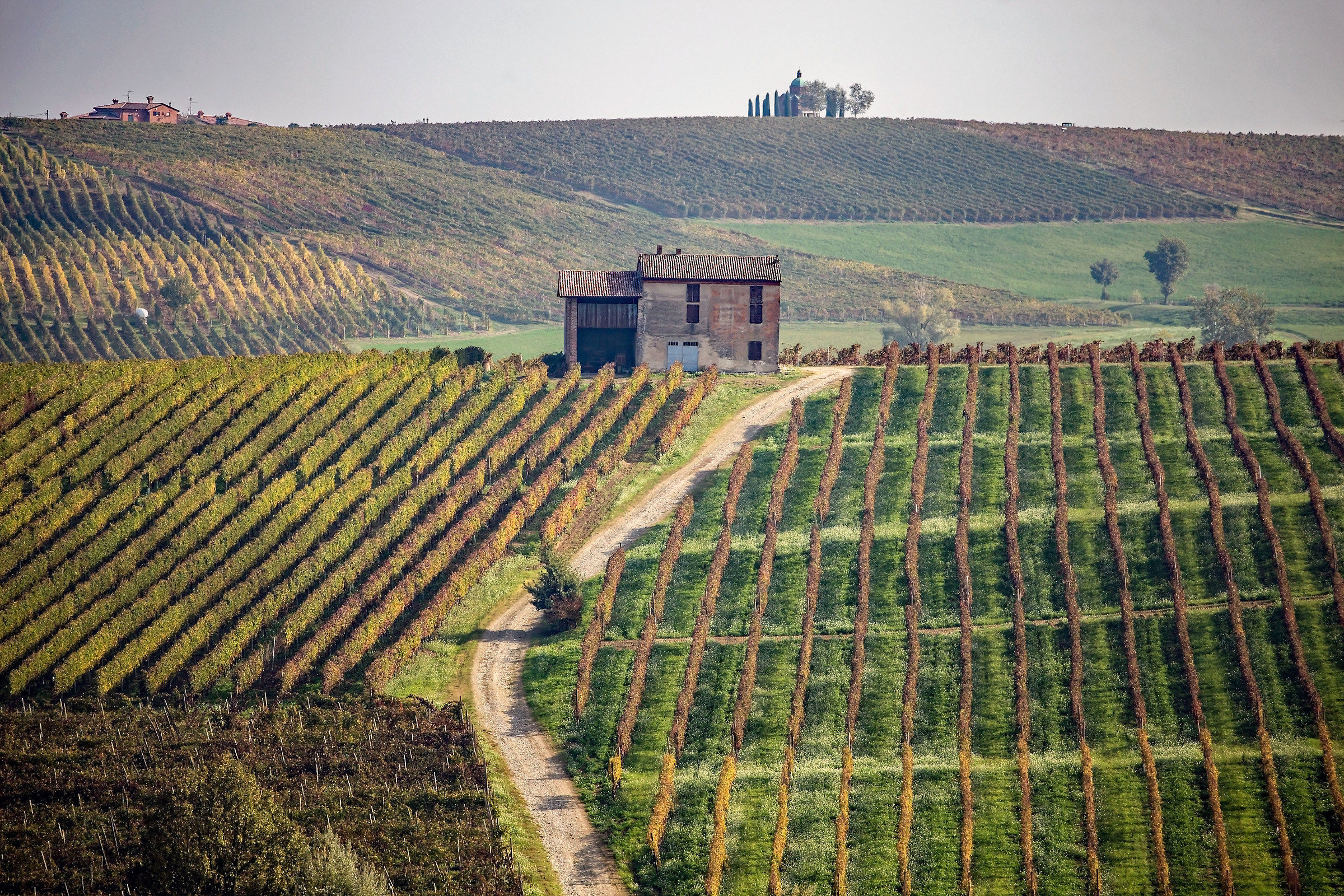 The house among the vineyards
