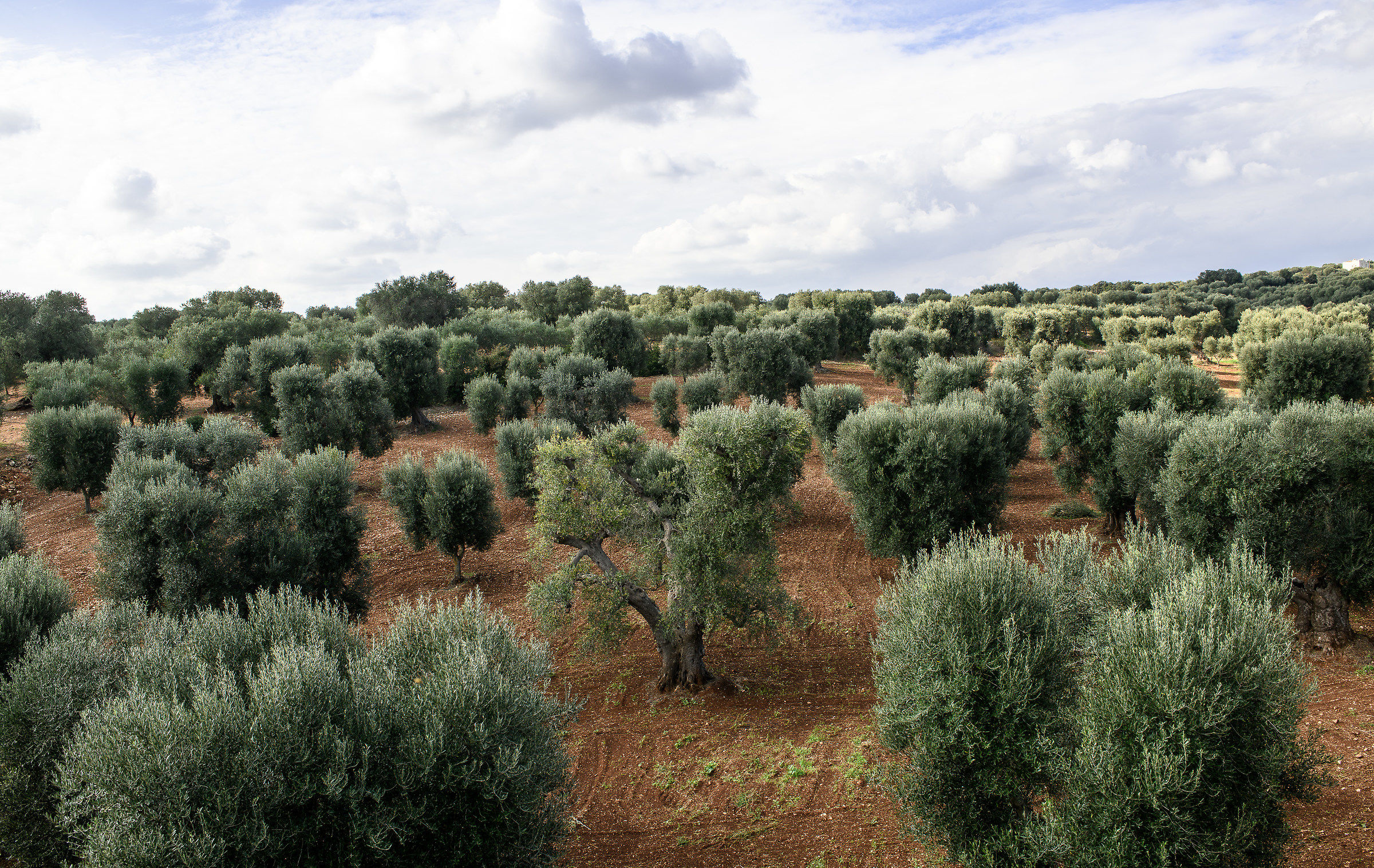 Ulivi di Puglia