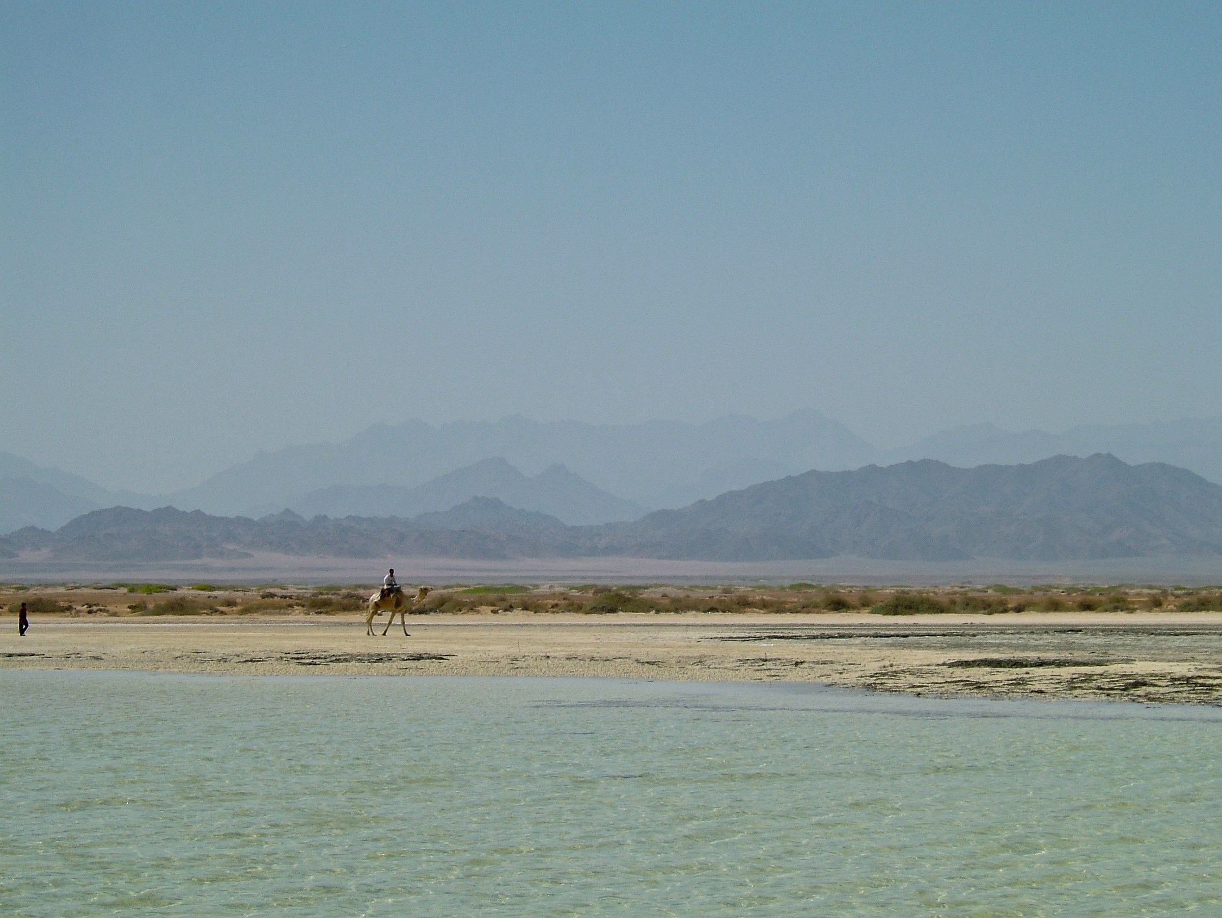 Sinai Desert, sproed out of nowhere