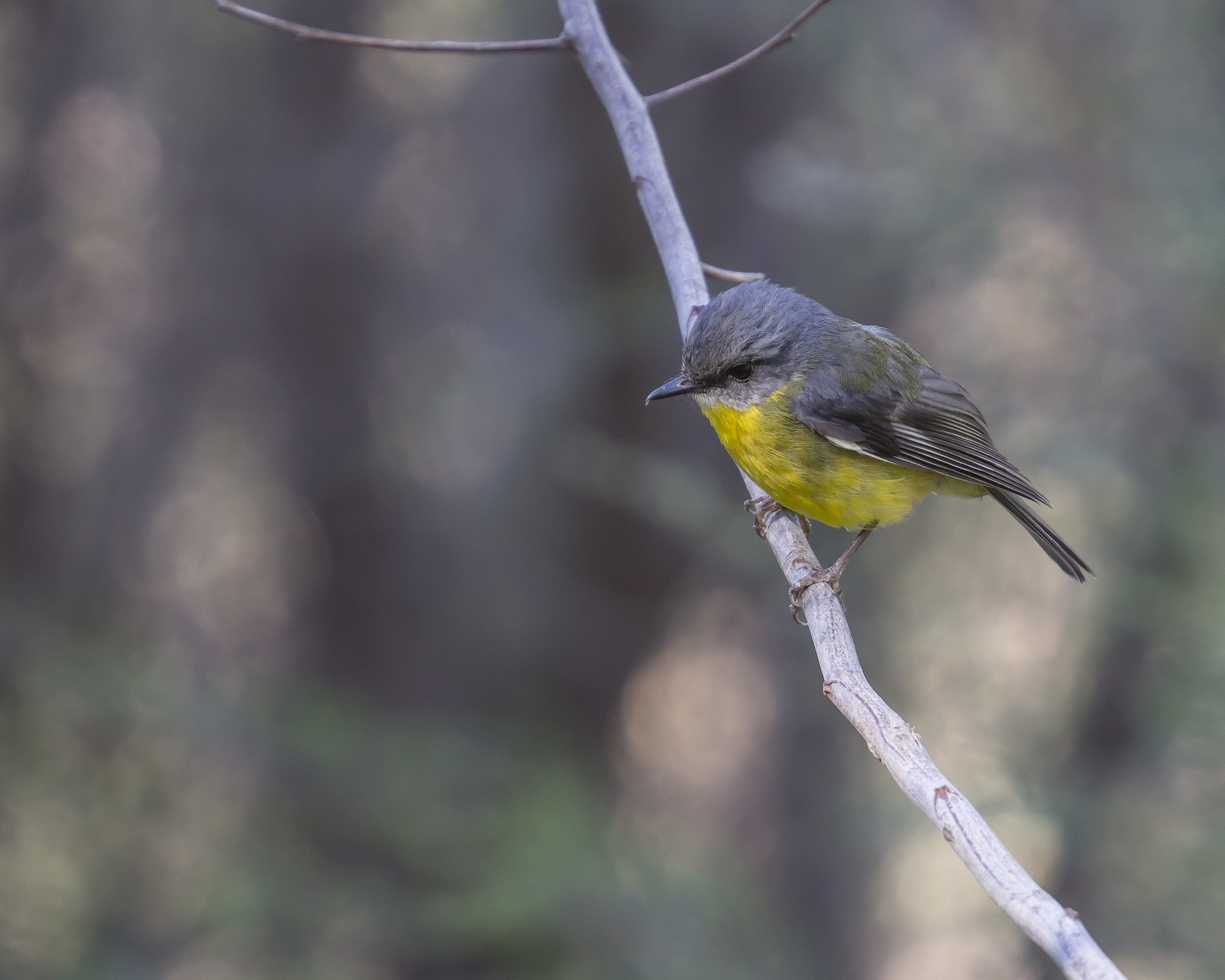 Eastern Yellow Robin